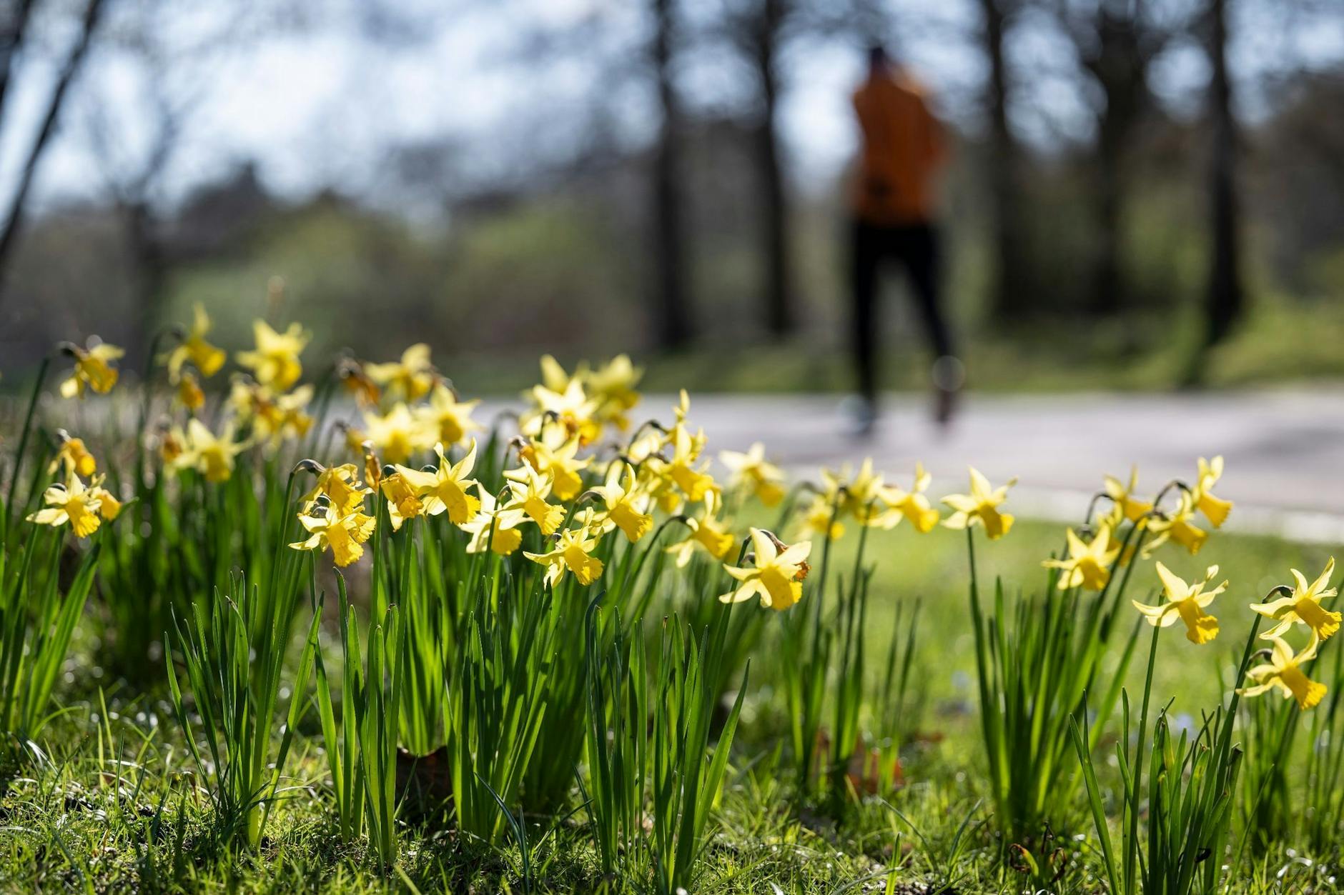 Der Frühling klopft an die Tür. Das Wetter in der kommenden Woche wird mild und sonniger.