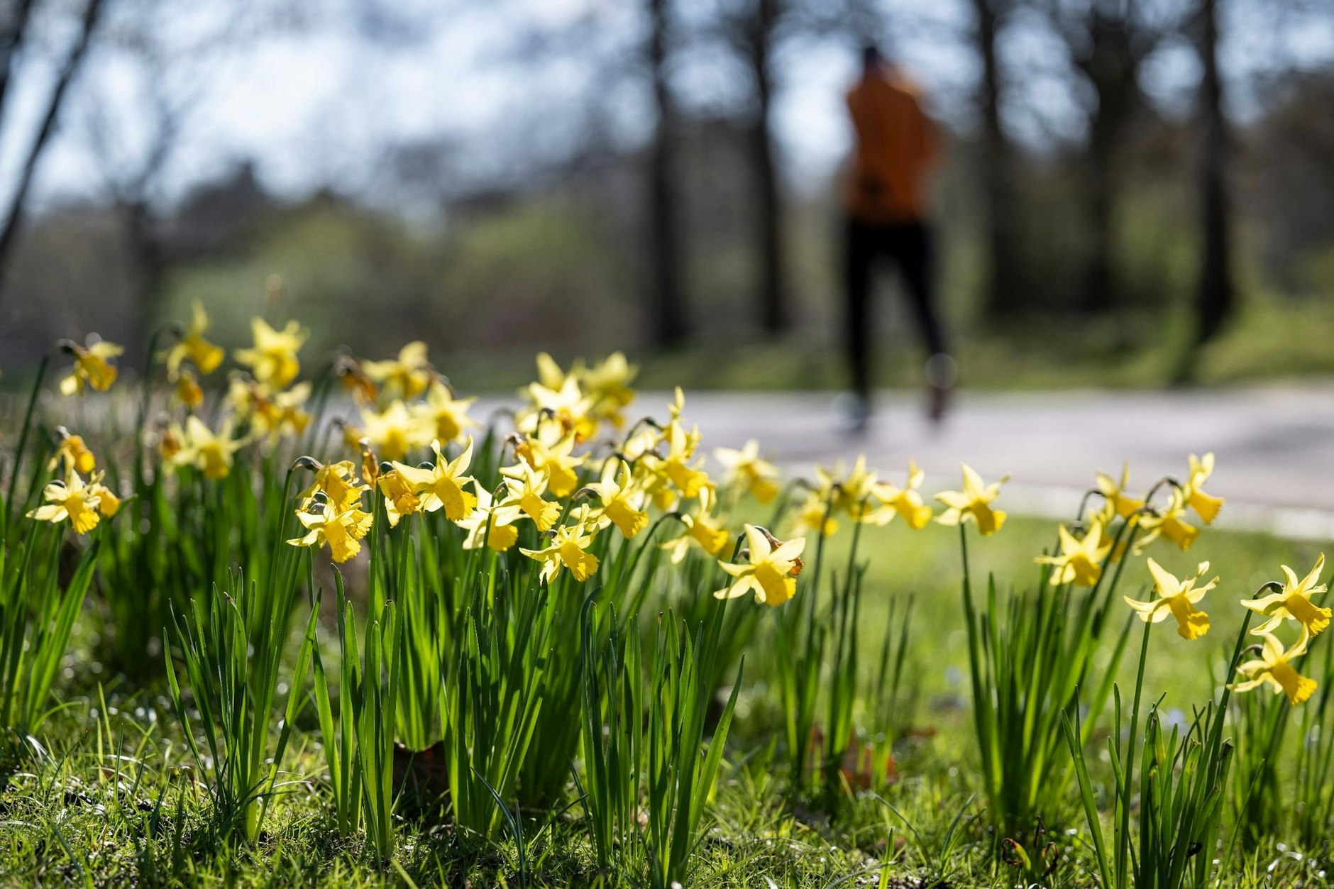 Der Frühling klopft an die Tür. Das Wetter in der kommenden Woche wird mild und sonniger.