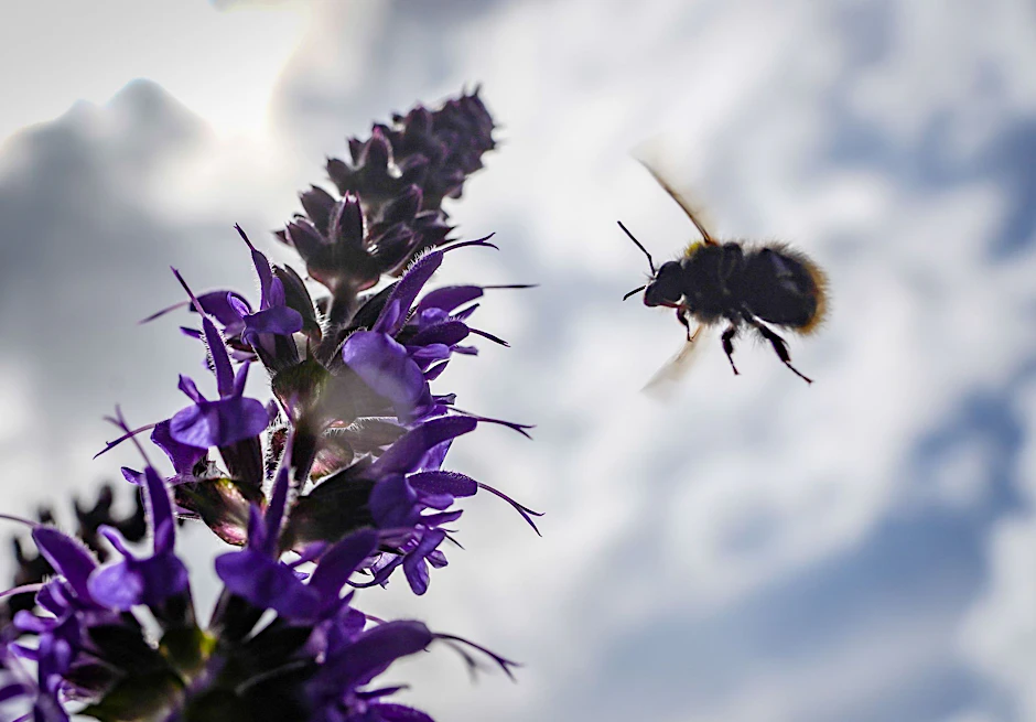 Im Einsatz: eine Wildbiene auf dem Weg zu Salbeiblüten.