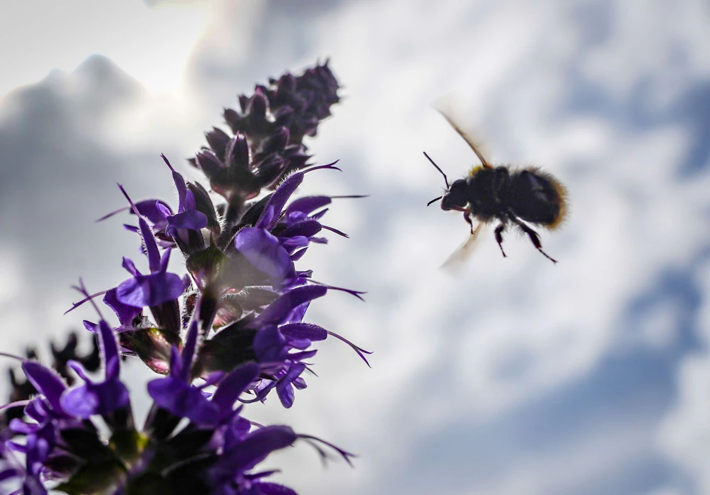 Im Einsatz: eine Wildbiene auf dem Weg zu Salbeiblüten.