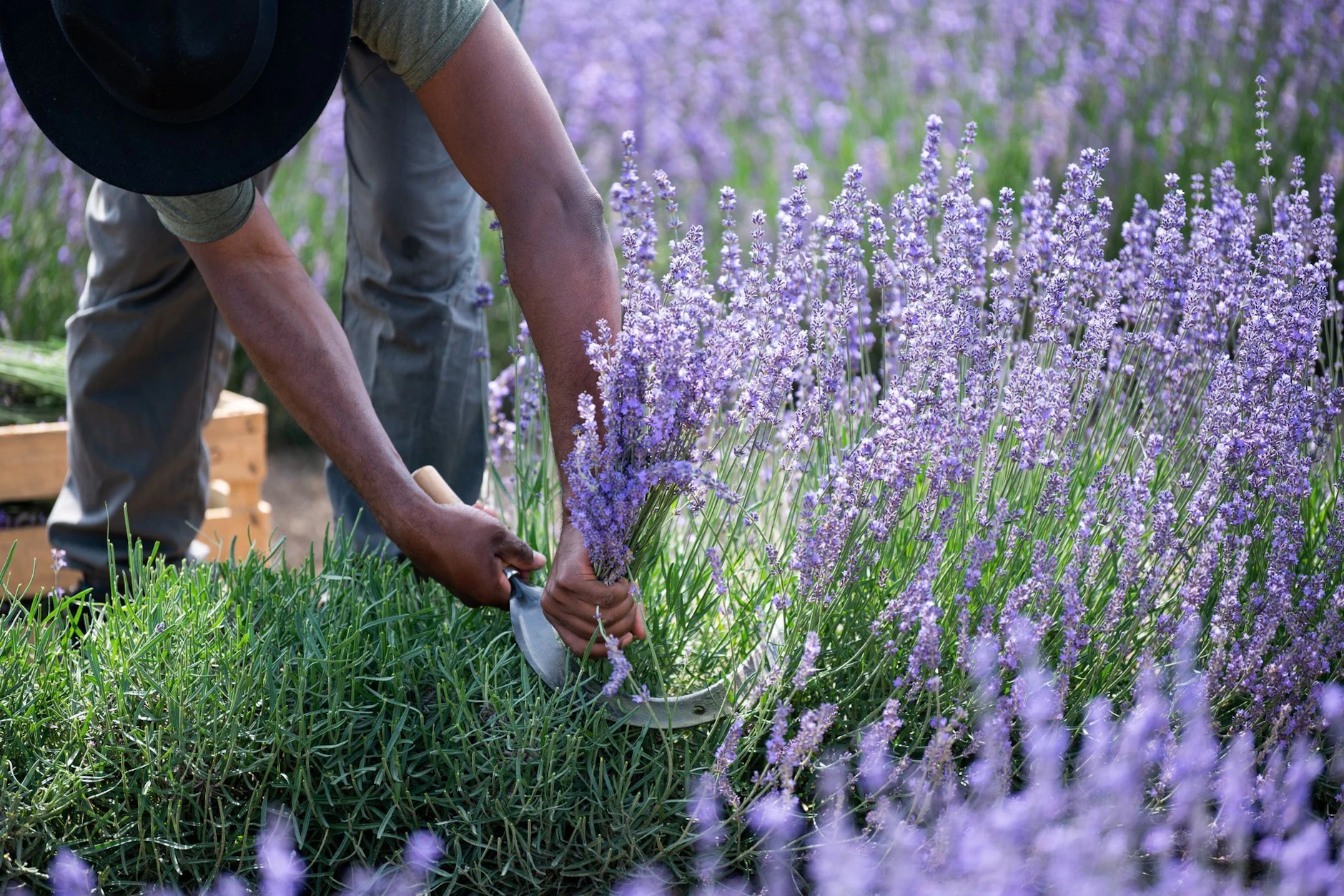 Lavendel hilft dabei, Zecken aus dem Garten fernzuhalten.