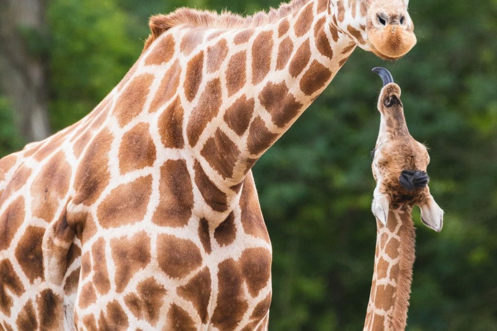 Immer wieder gibt es bei verschiedensten Tieren im Tierpark Berlin Nachwuchs, wie hier bei den Giraffen.
