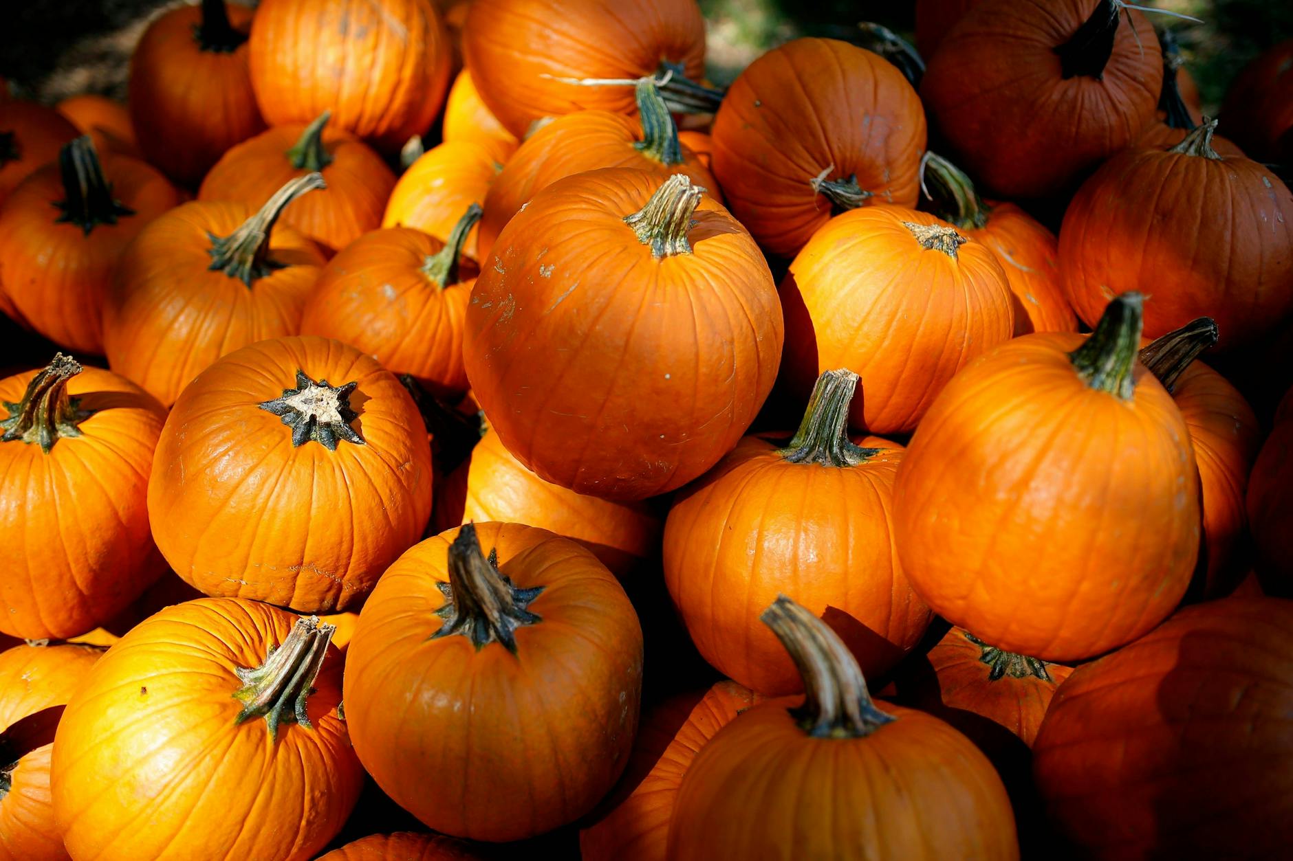 Hat sich in unserer Küche gekonnt und vielseitig breit gemacht: der Kürbis