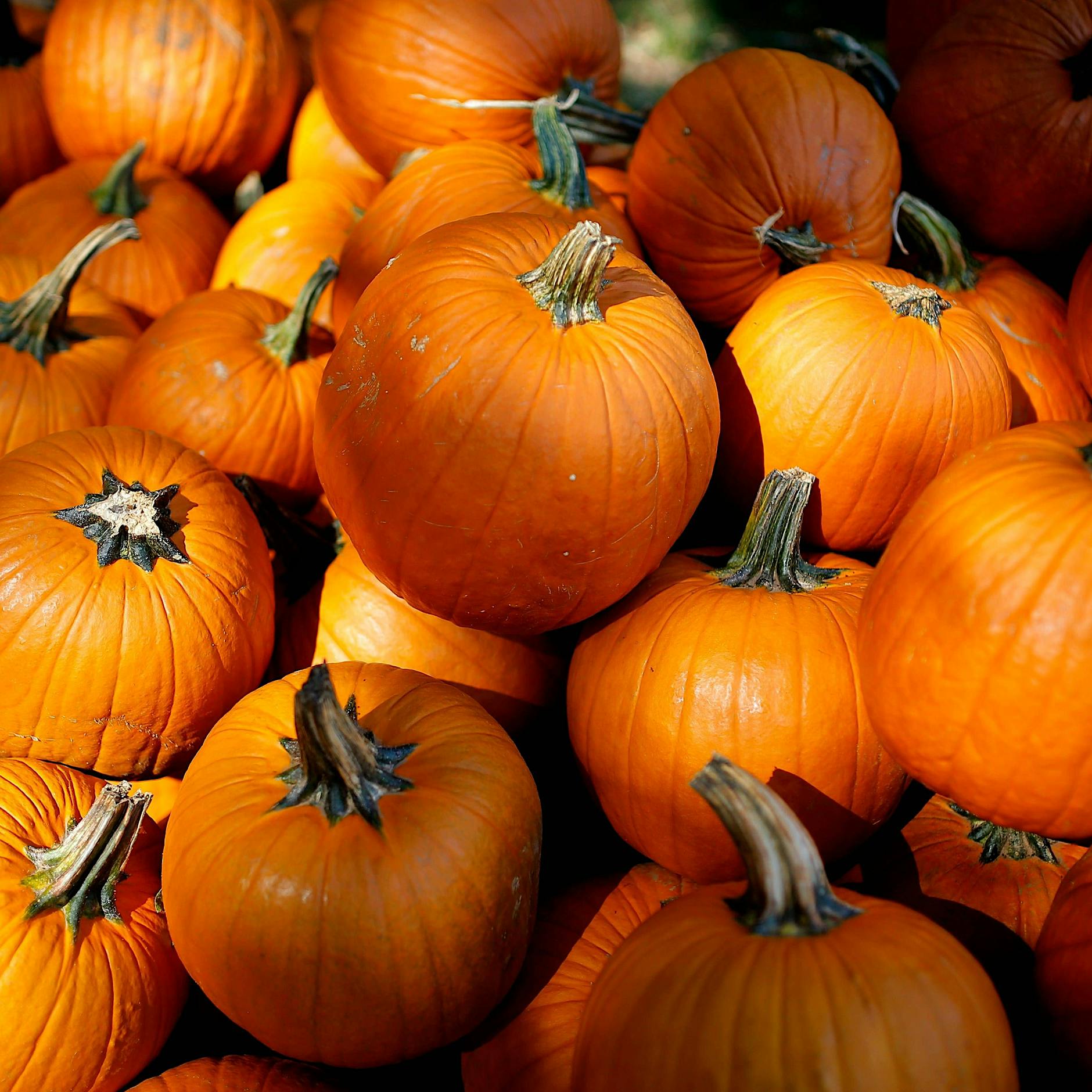 Rezept der Woche: Unsere kulinarische Ode an den Kürbis, das woke Gemüse