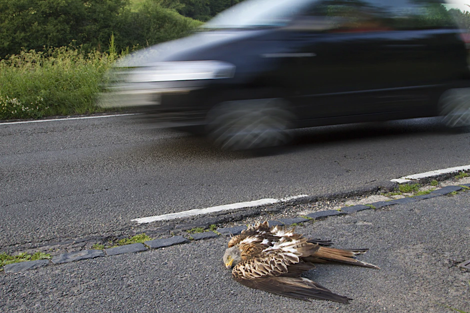 Tierfriedhof Autobahn: Das Massensterben auf Deutschlands Straßen