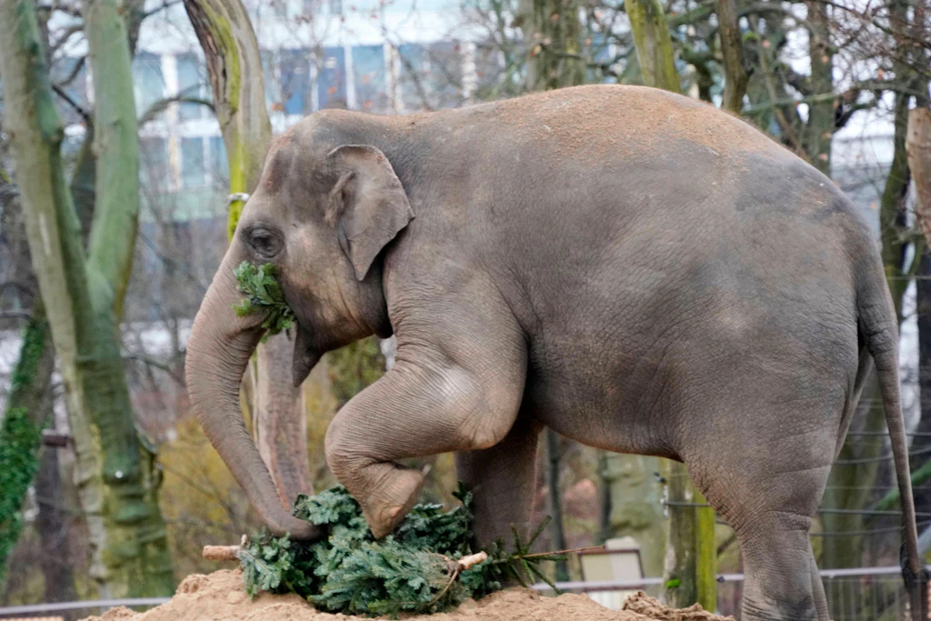 Nach sechs Jahren: Elefantenfamilie kehrt in den Berliner Tierpark zurück