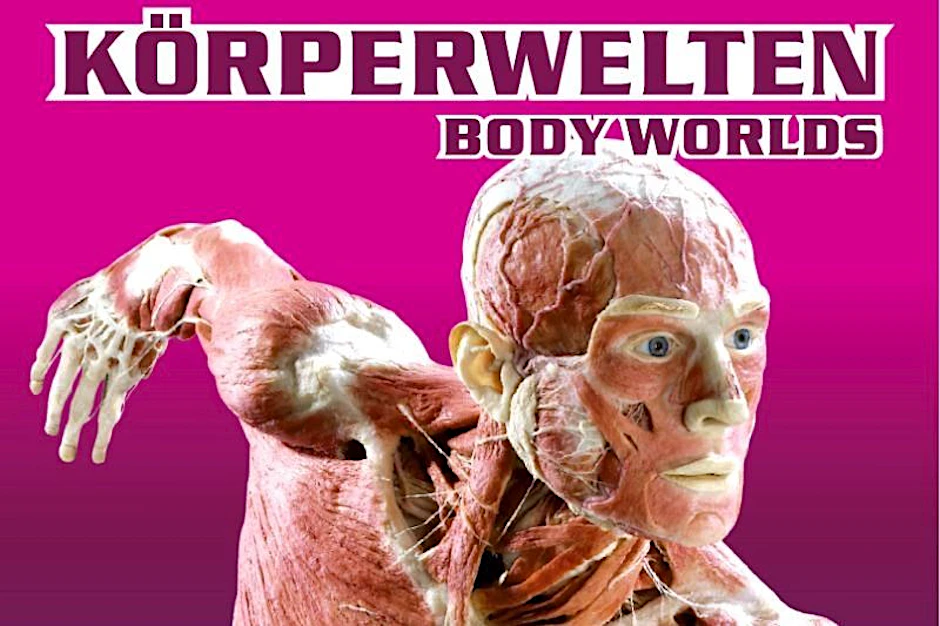 Die Ausstellung KÖRPERWELTEN hat sich der gesundheitlichen Aufklärung verschrieben und gibt Einblicke in das komplexe Innere des Menschen. Spannend!