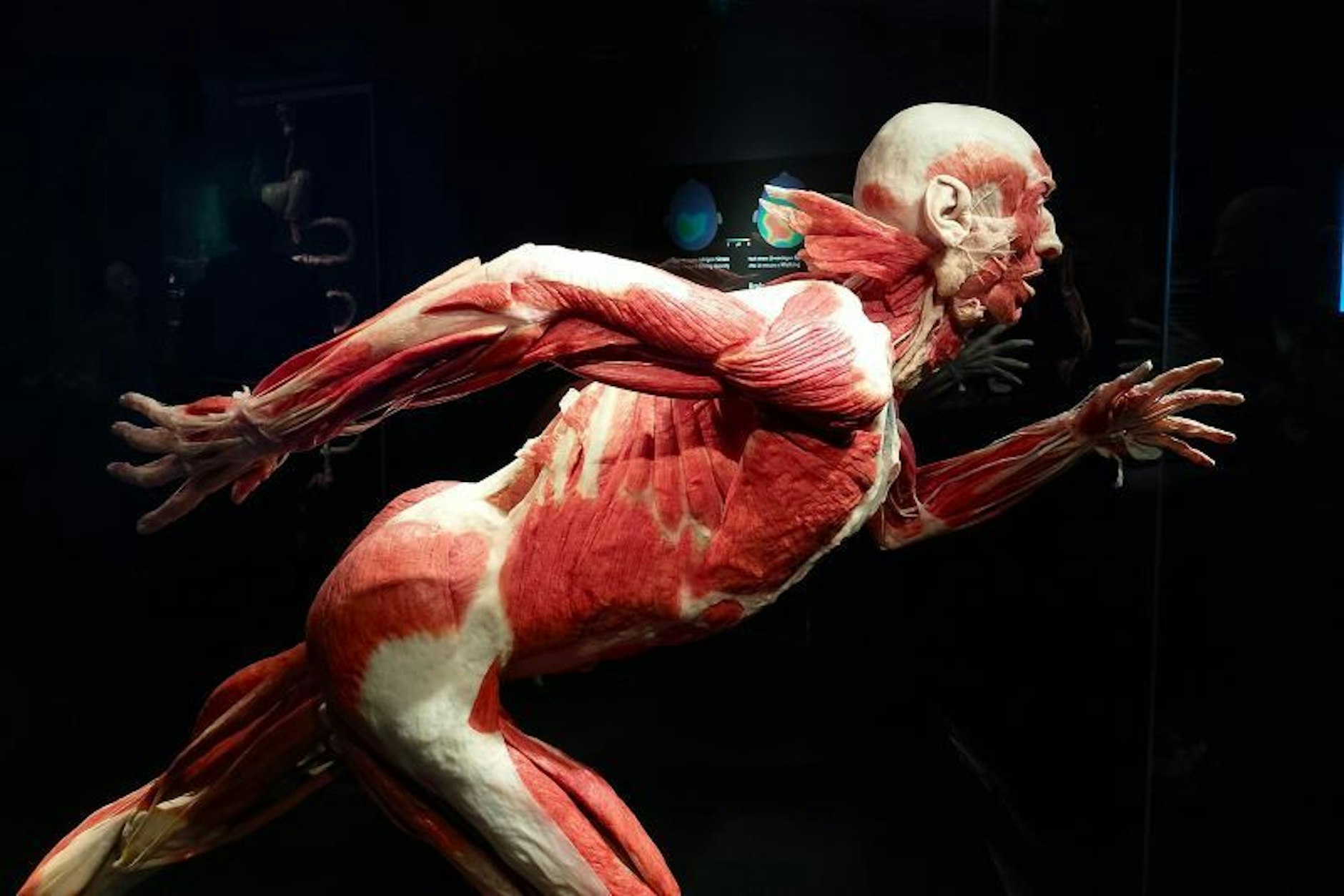 Ein Sportler bei der Arbeit: Der Läufer