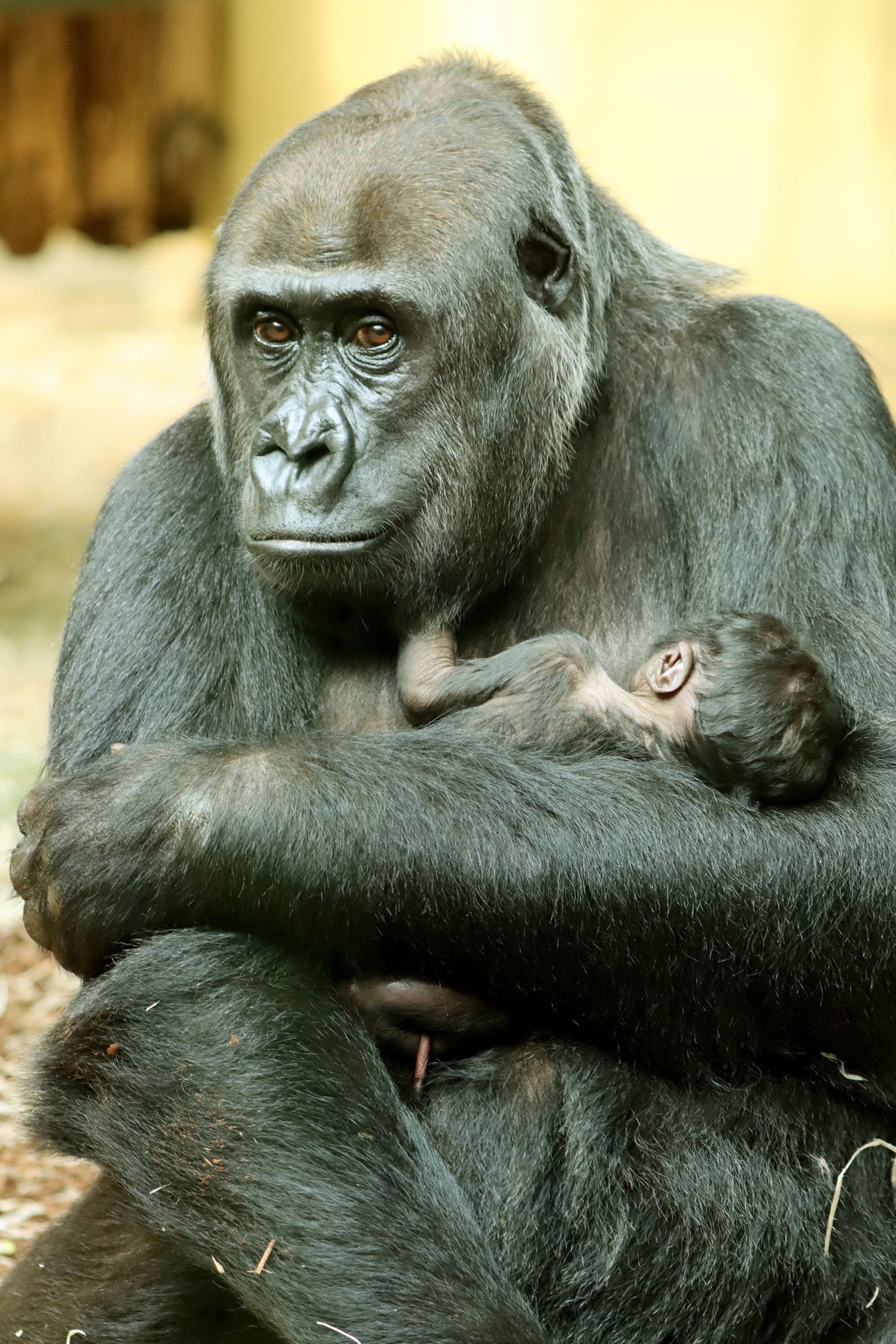 Trauer im Zoo: Baby-Gorilla stirbt in den Armen seiner Mutter