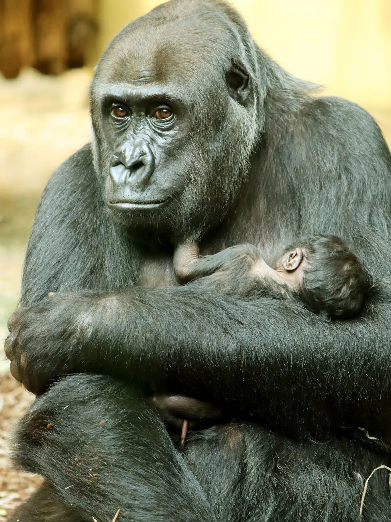 Liebevoll hielt Gorilladame Djambala am Dienstag ihr Baby im Arm.