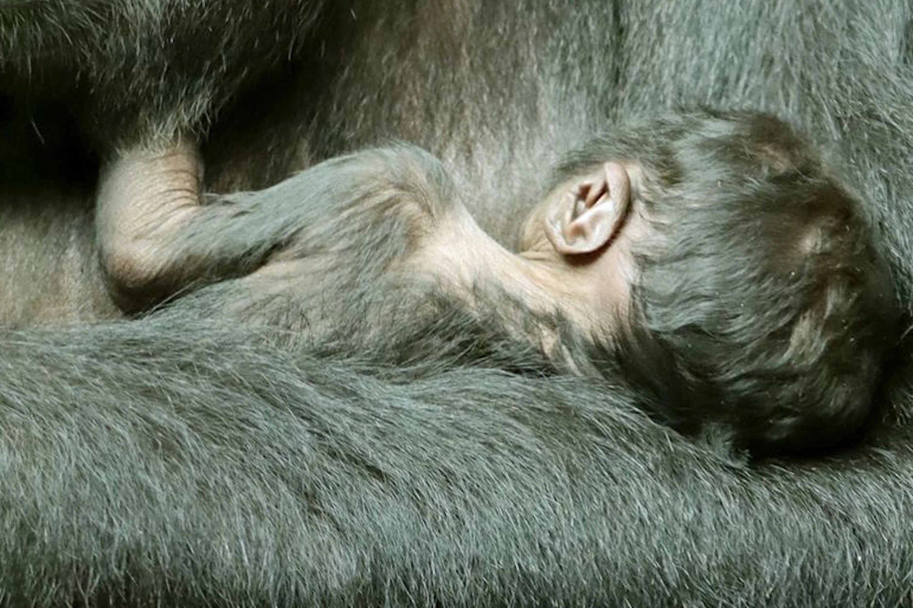 Ein Bild vom Dienstag: Da lebte das Junge von Gorilla-Dame Djambala noch.