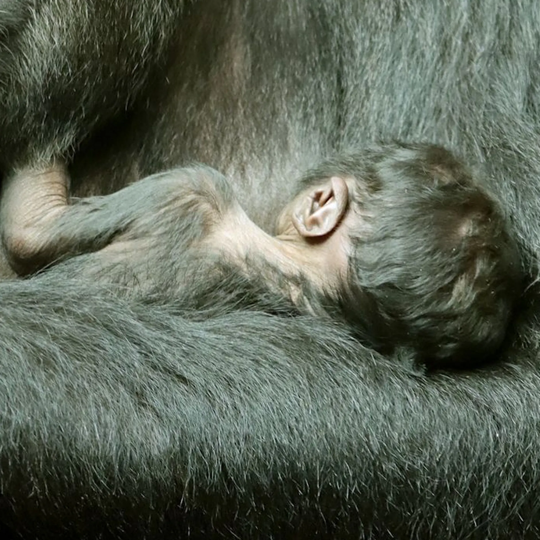 Trauer im Zoo: Baby-Gorilla stirbt in den Armen seiner Mutter