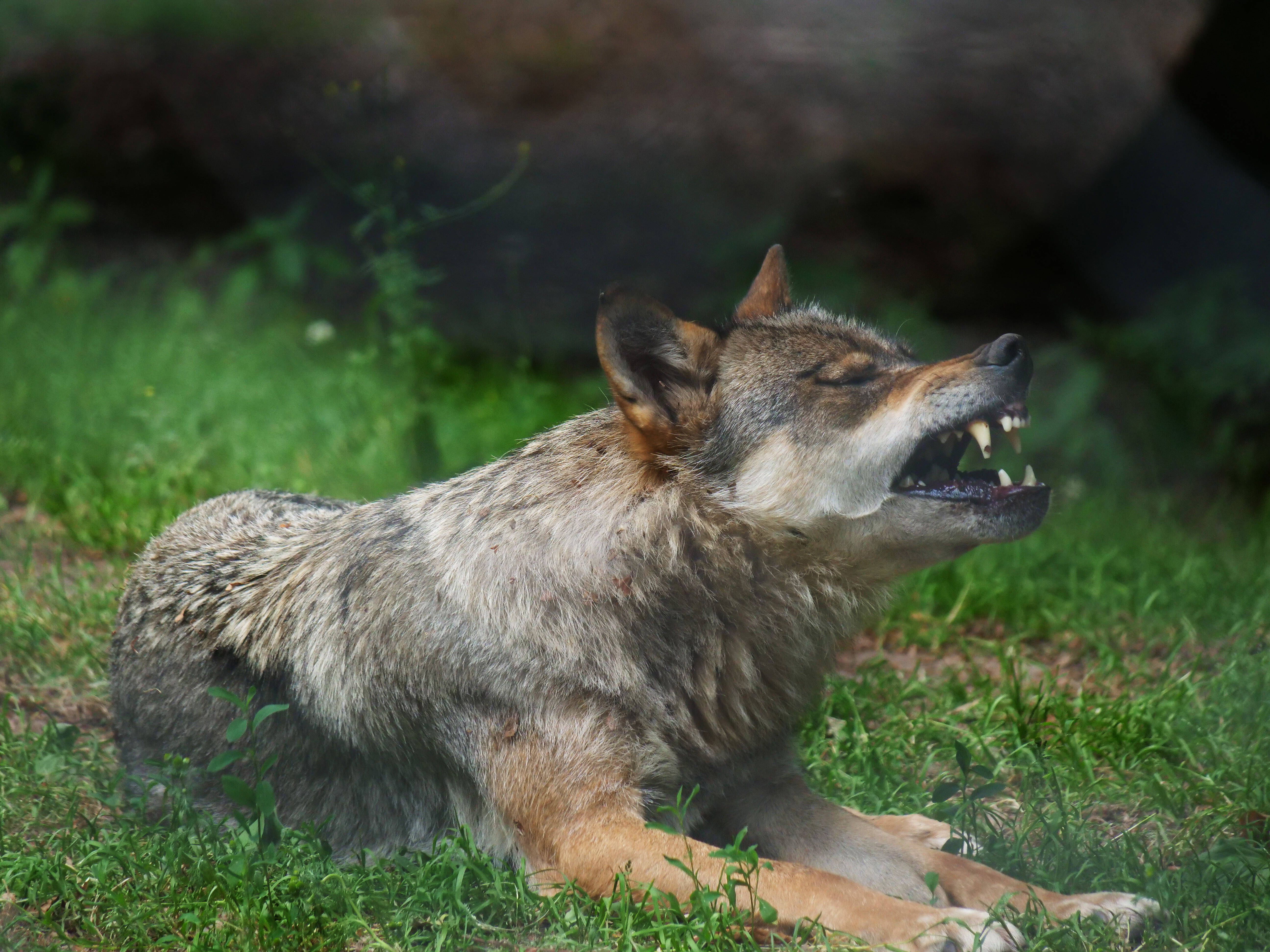 Image - Brandenburger Jagdverband fordert: Der Abschuss von Wölfen muss zur Routine werden