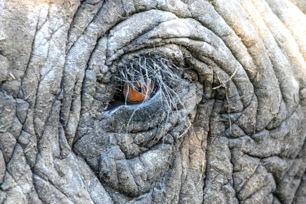 Auge in Auge mit einem Elefanten