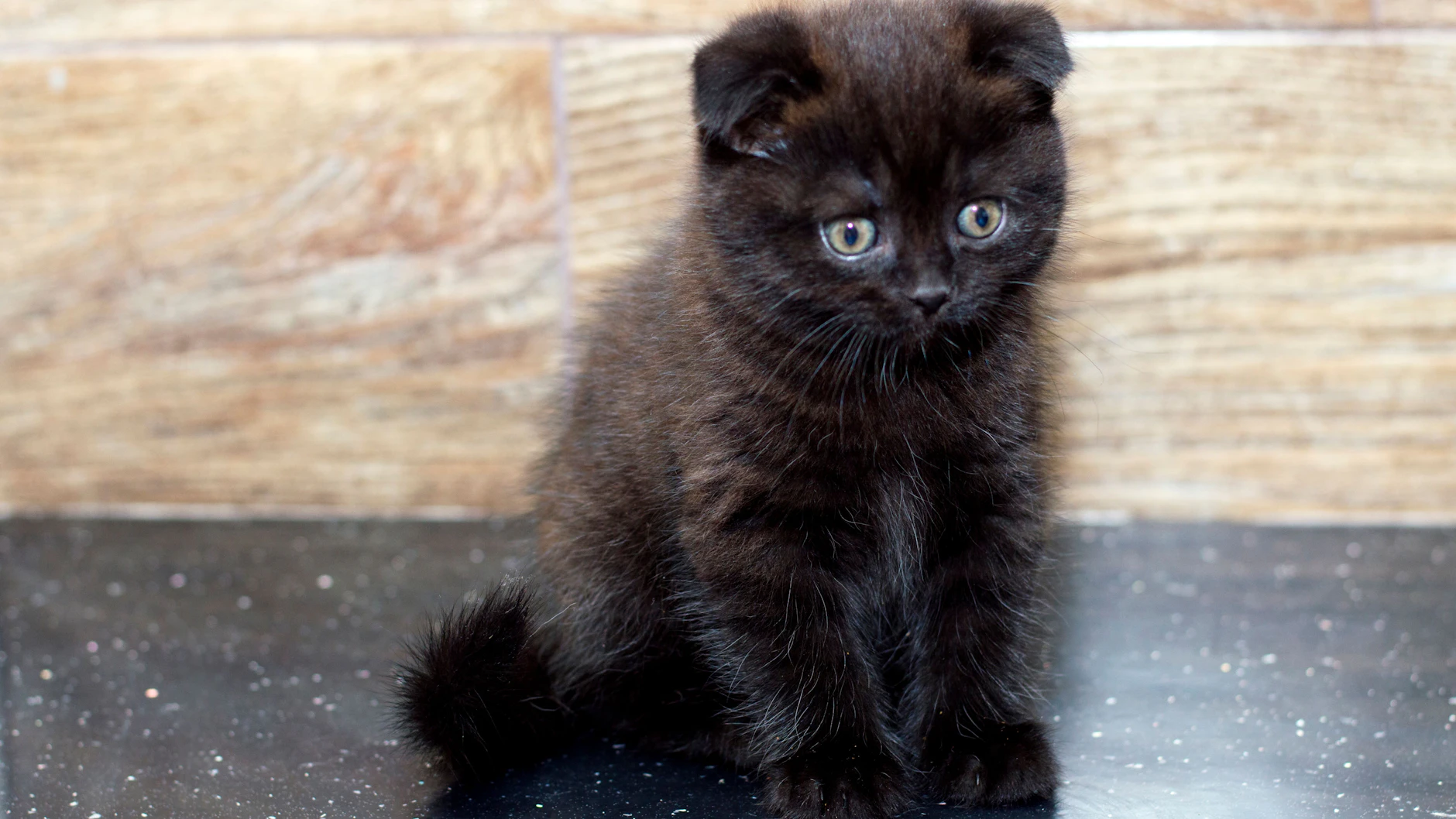 Mit nach vorn gekippten Ohren: Mehrere Schottische Faltohrkatzen (Scotish Fold) wurden aus der Wohnung im Märkischen Viertel befreit (Symbolfoto).