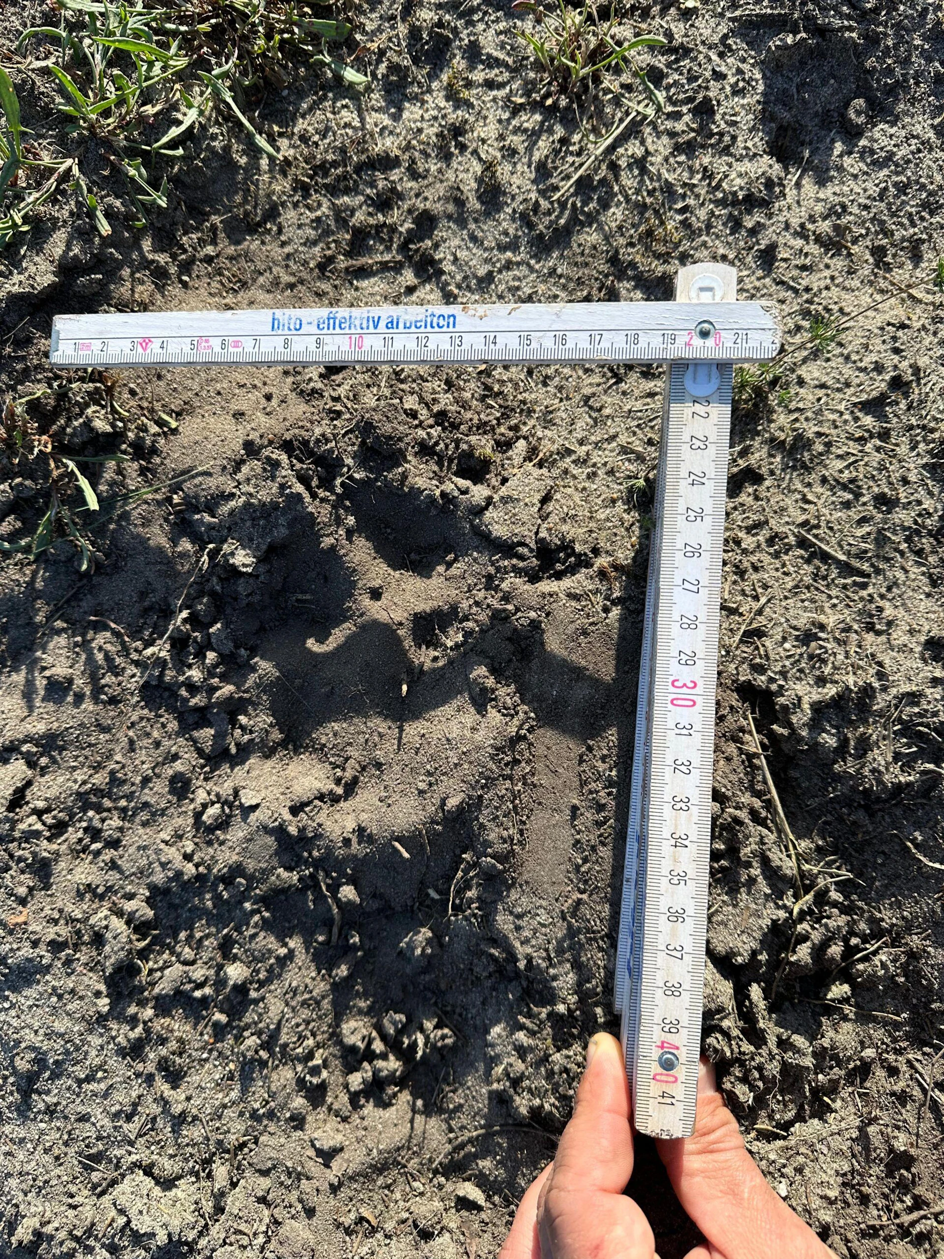Rund elf Zentimeter lang und acht Zentimeter breit ist die frische Spur des Wolfes im märkischen Sand.