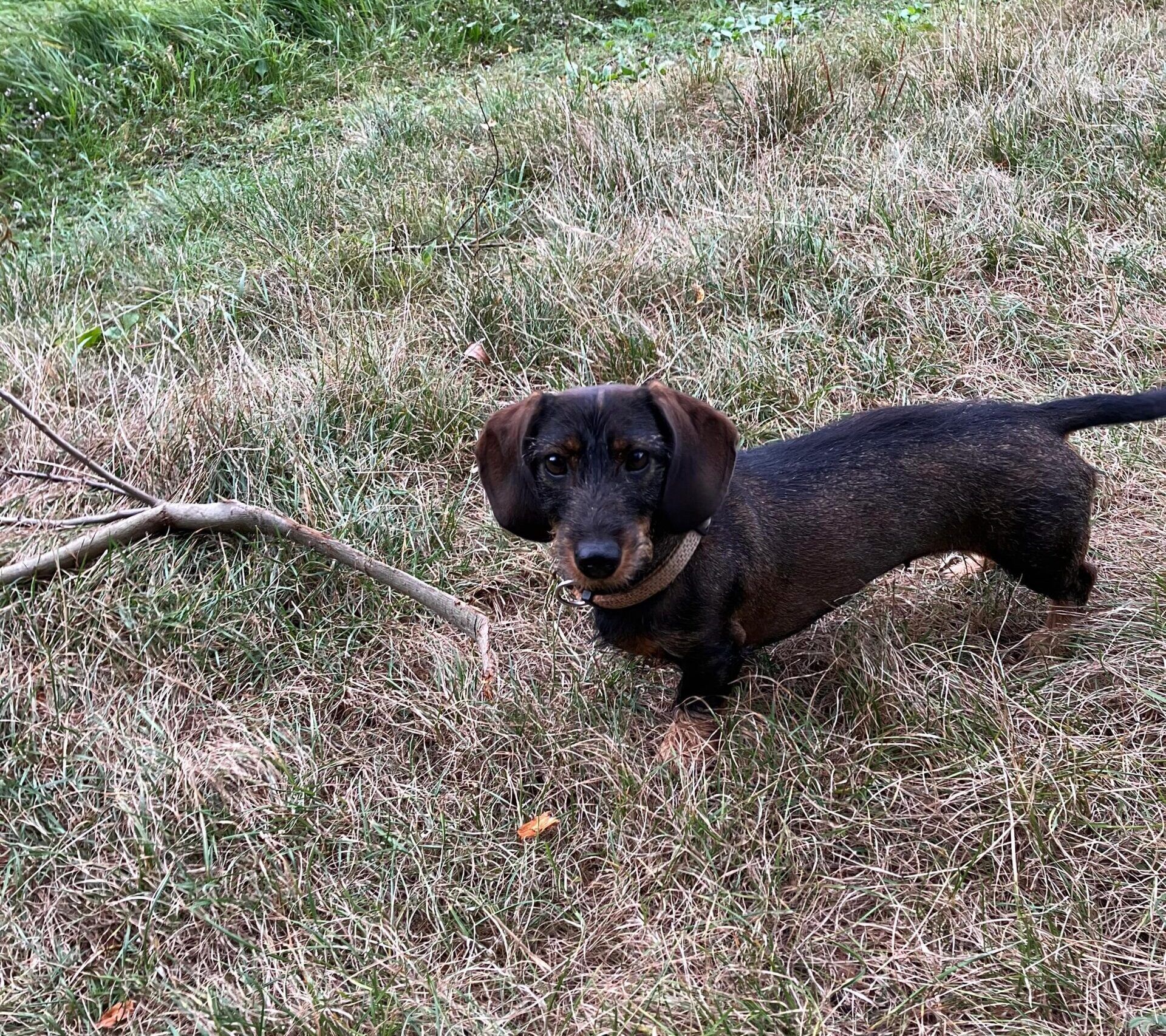 50 Kilometer vor Berlin: Wolf attackiert süßen Rauhaardackel – tiefe Bisswunden!