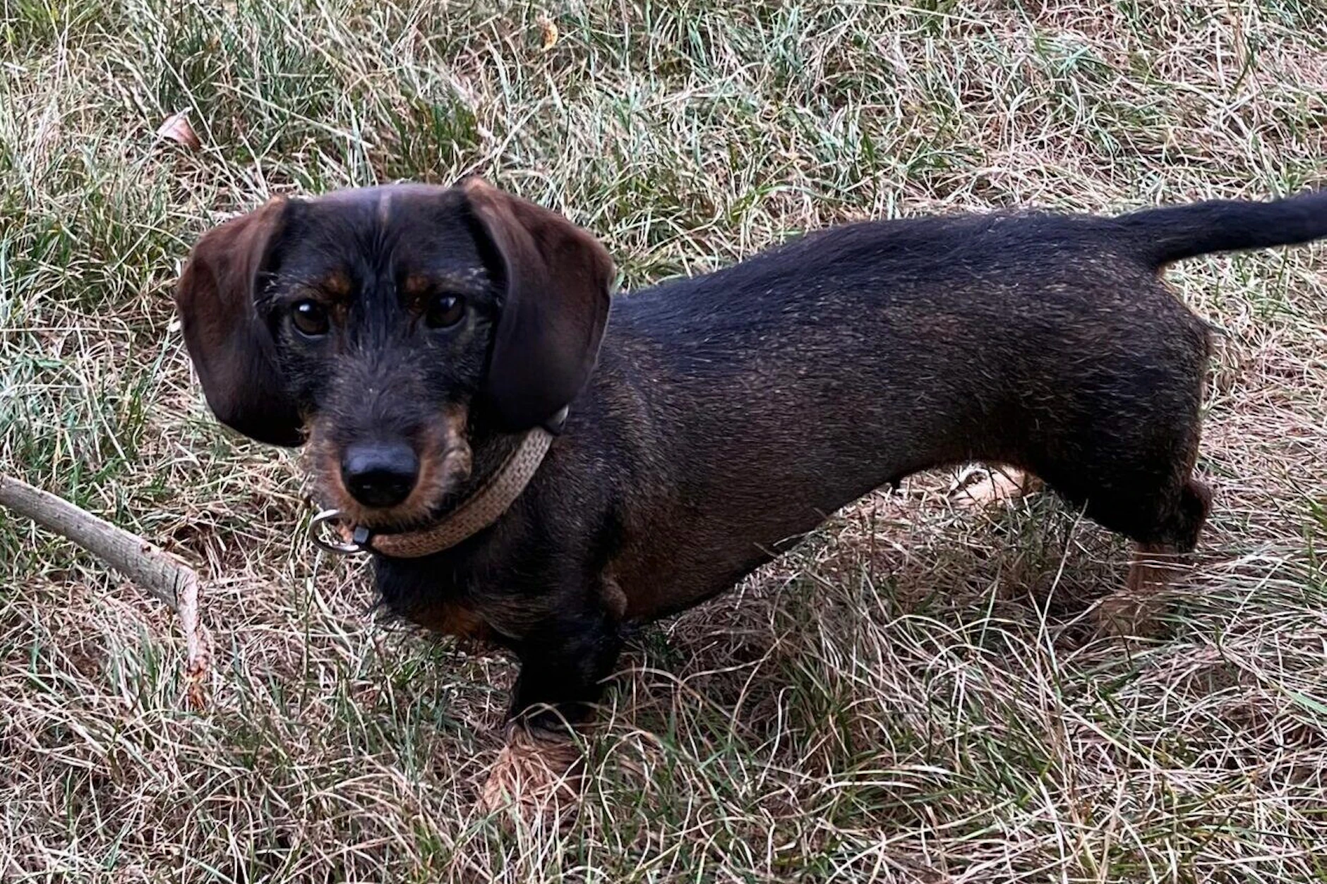 In der Gemeinde Havelsee: Ein Wolf hat diesen kleinen Rauhaardackel angegriffen und gebissen.