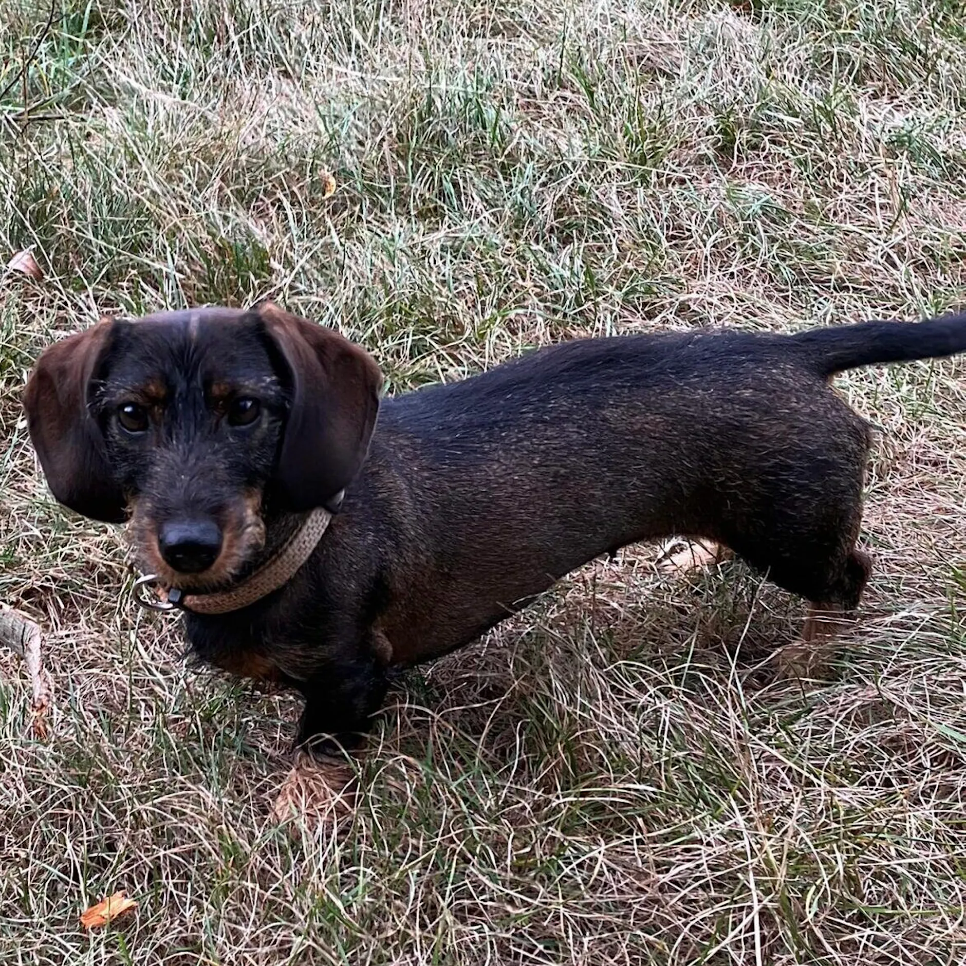 50 Kilometer vor Berlin: Wolf attackiert süßen Rauhaardackel – tiefe Bisswunden!