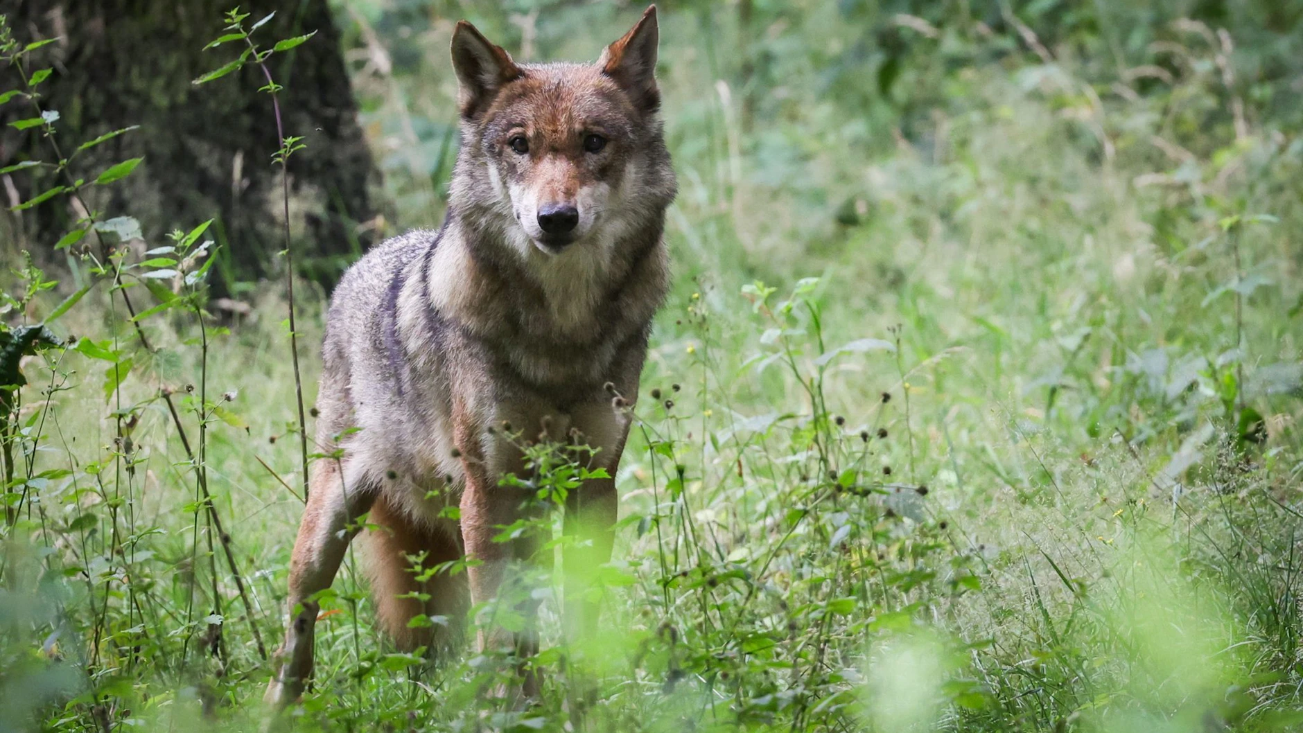Brandenburg ist wieder zum Wolfsland geworden. 52 Rudel sollen hier inzwischen schon wieder leben, Tendenz steigend.