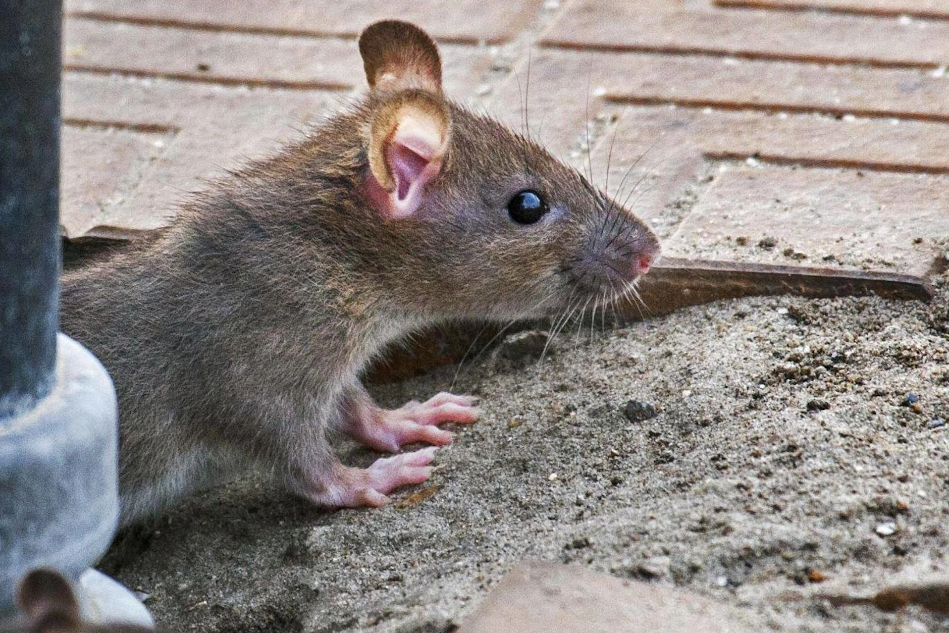 Ratten breiten sich auf der Nordseeinsel Föhr aus und bedrohen zunehmend die heimische Vogelwelt. (Symbolbild) 