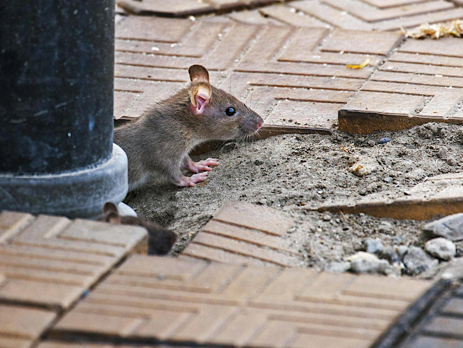Ratten breiten sich auf der Nordseeinsel Föhr aus und bedrohen zunehmend die heimische Vogelwelt. (Symbolbild) 