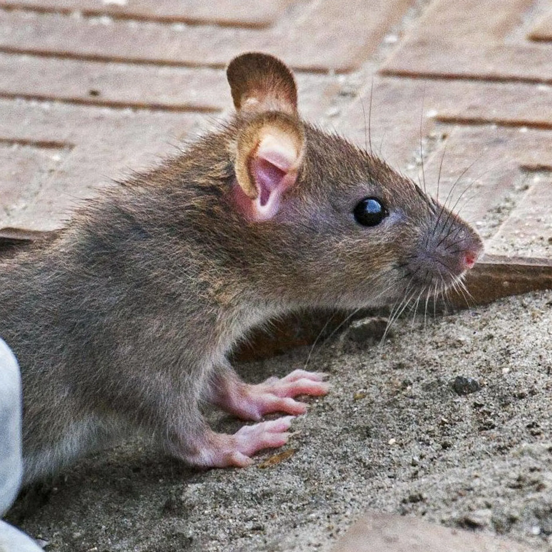 Föhr in Gefahr: Rattenplage bedroht die Vogelwelt der Nordseeinsel!