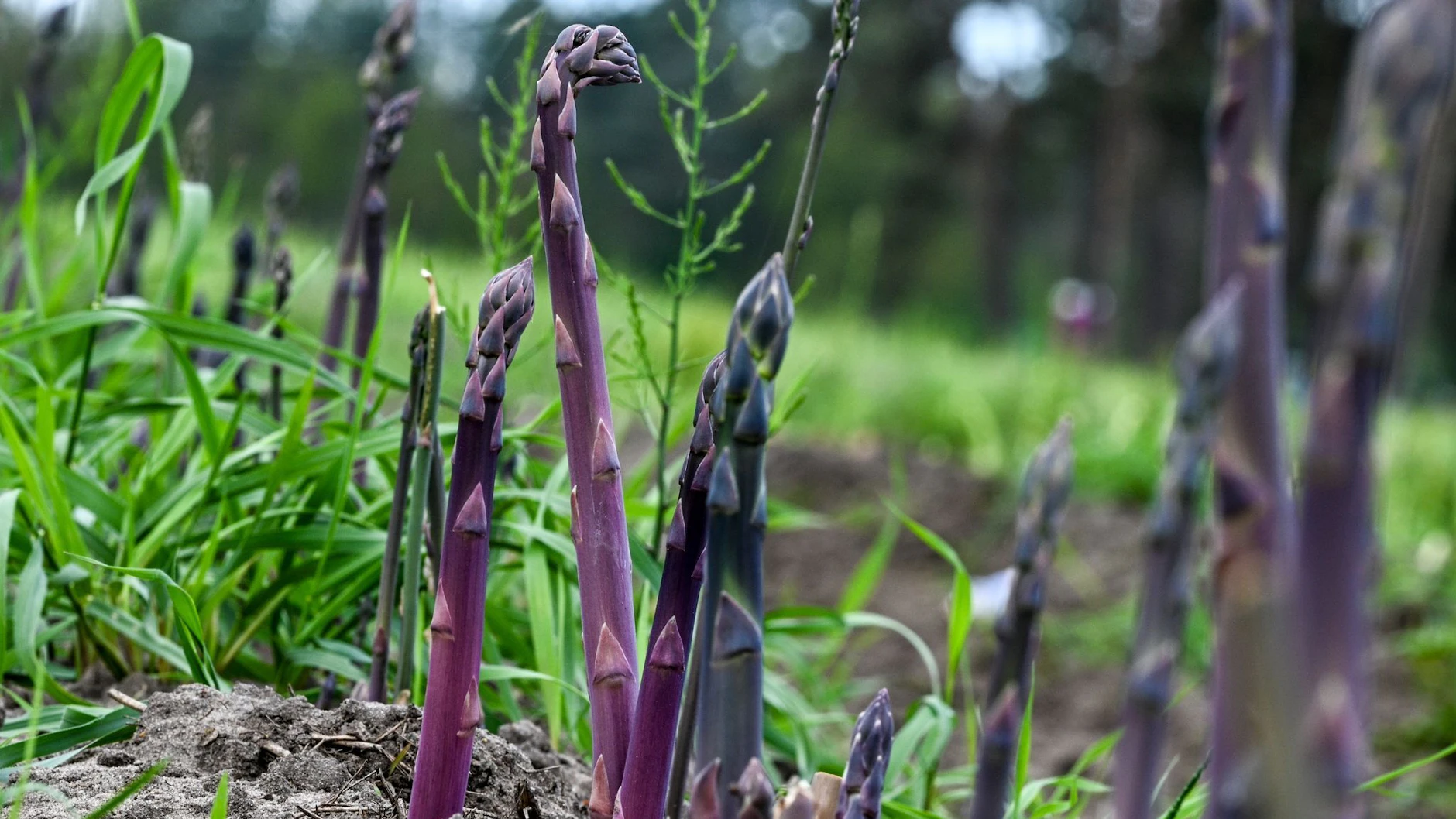 Purpurspargel wächst über der Erde.