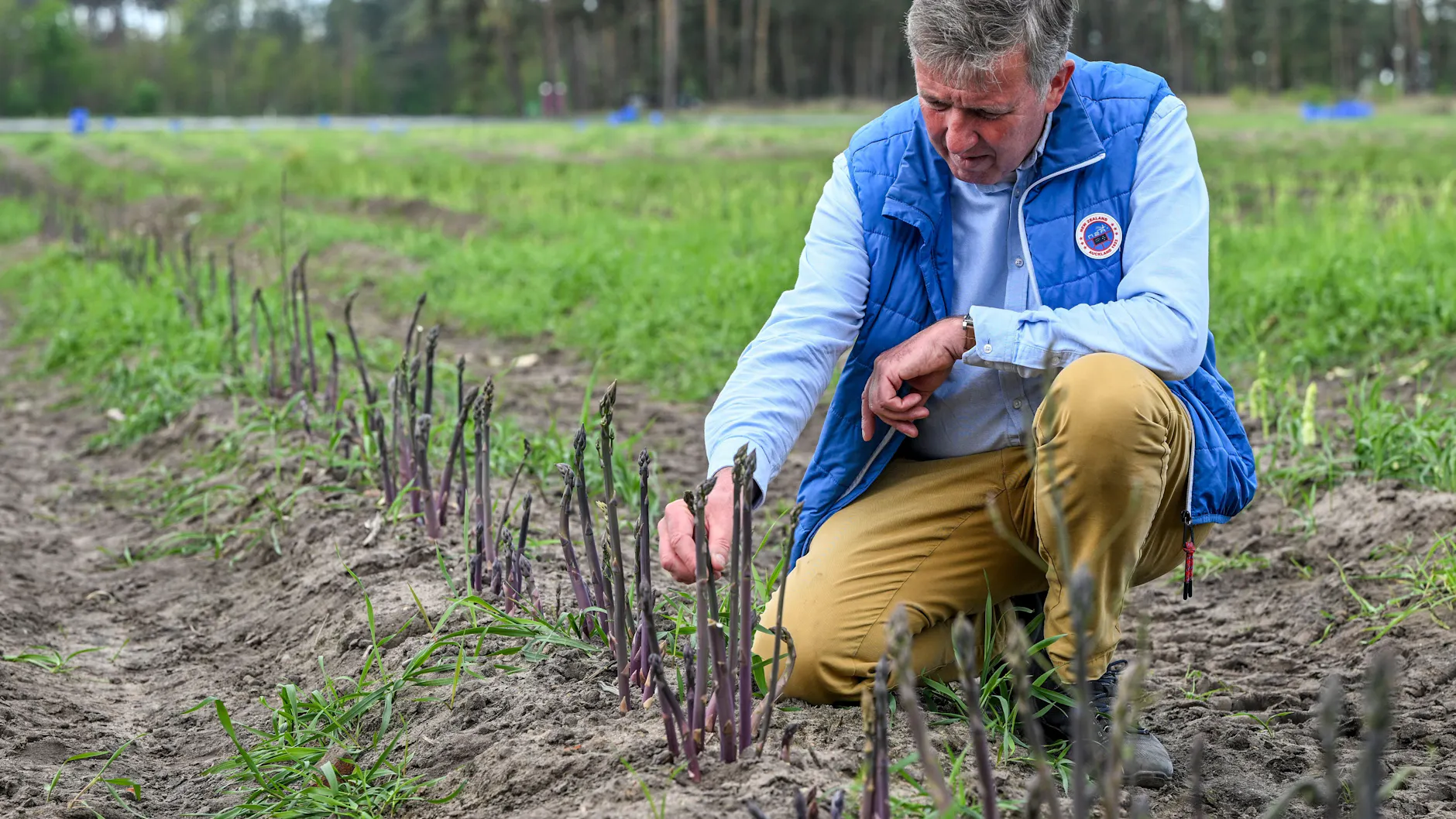Purpurspargel wächst auf einem Spargelfeld der Jakobs-Höfe und wird von Spargelbauer Jürgen Jakobs begutachtet. Der Kontakt mit Sonnenlicht ergibt die dunkelviolette Färbung durch die Ausschüttung des Farbstoffs Anthocyan. Die besondere Form des Grünspargels schmeckt würziger, ist vitaminreicher und der Zuckergehalt ist höher als bei Weißspargel.