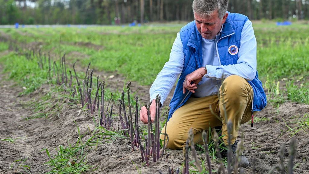 Purpurspargel wächst auf einem Spargelfeld der Jakobs-Höfe und wird von Spargelbauer Jürgen Jakobs begutachtet. Der Kontakt mit Sonnenlicht ergibt die dunkelviolette Färbung durch die Ausschüttung des Farbstoffs Anthocyan. Die besondere Form des Grünspargels schmeckt würziger, ist vitaminreicher und der Zuckergehalt ist höher als bei Weißspargel.
