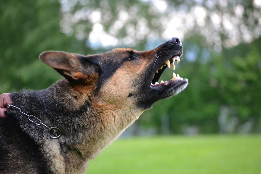 Berlin: Hier sind sogar die Hunde bissiger! Wo sie besonders häufig zubeißen