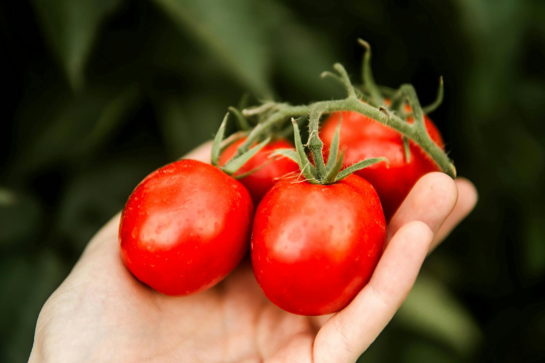 Frische Tomaten sollten vor dem Verzehr gründlich gewaschen werden, um mögliche Rückstände auf der Schale zu reduzieren.