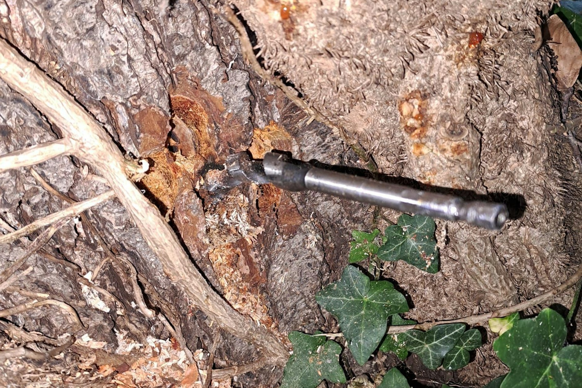Die Täter bohrten Löcher in die Bäume auf der Badewiese in Gatow. In einem Stamm blieb dieser Bohrer stecken.