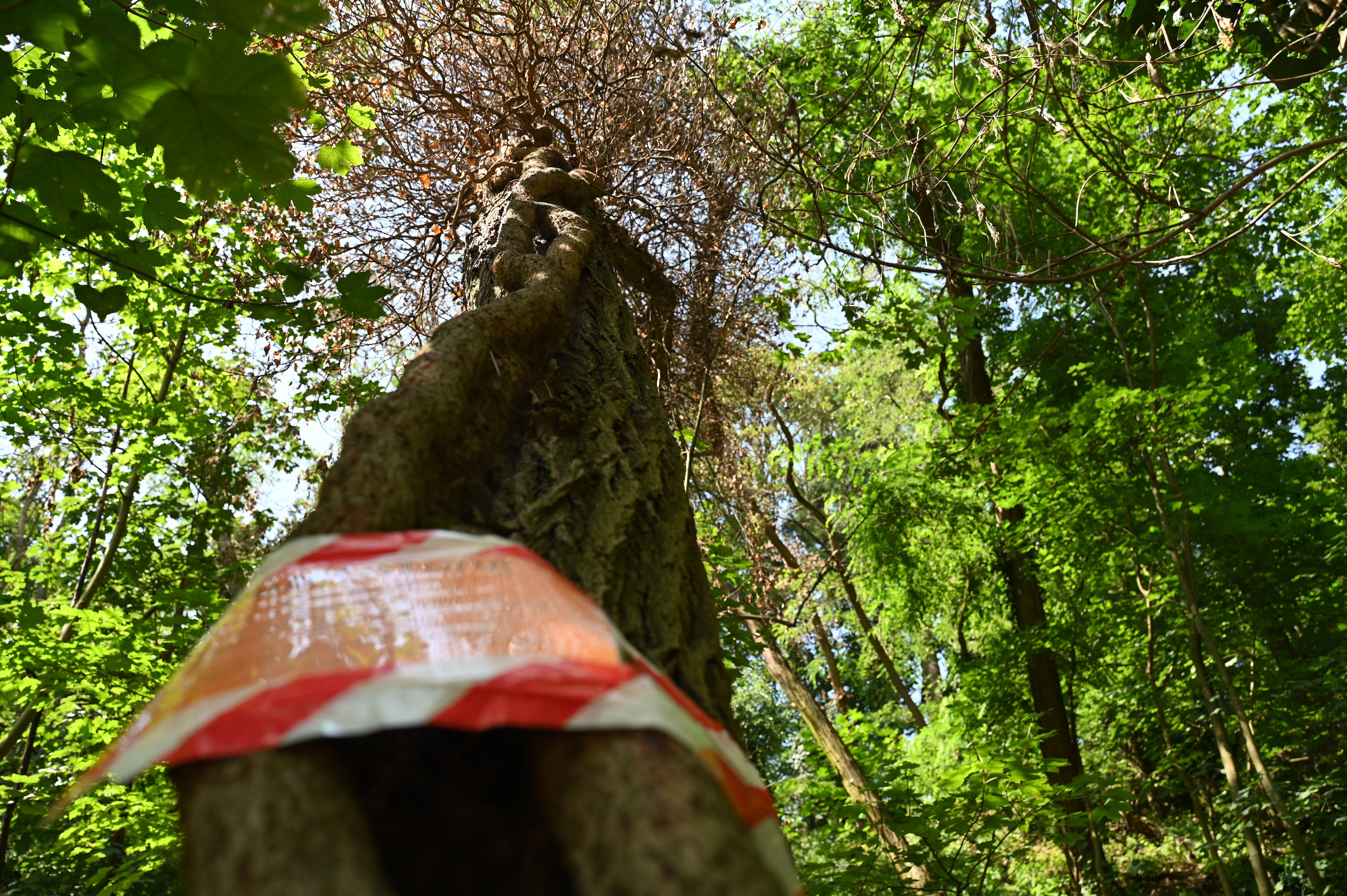 Image - Im Stamm steckte noch der Bohrer: Wer killt in Berlin unsere Bäume?