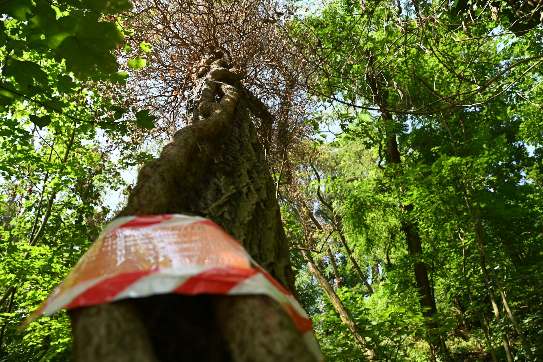 Mit einem Absperrband wurde einer der vergifteten Bäume an der Badewiese in Gatow markiert.&nbsp;
