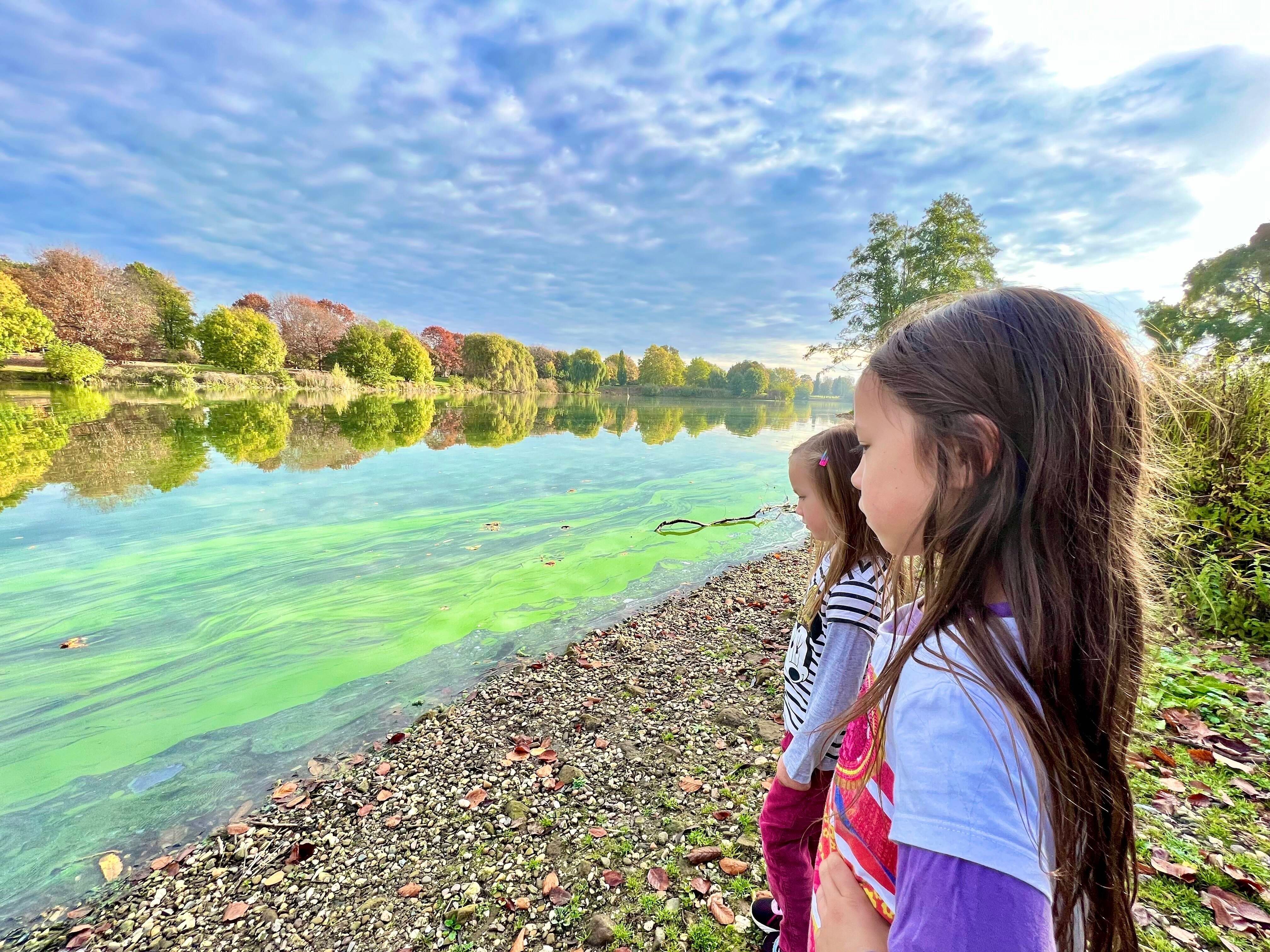 Blaualgen-Alarm! Wo in Berlin und Brandenburg das Baden gefährlich wird
