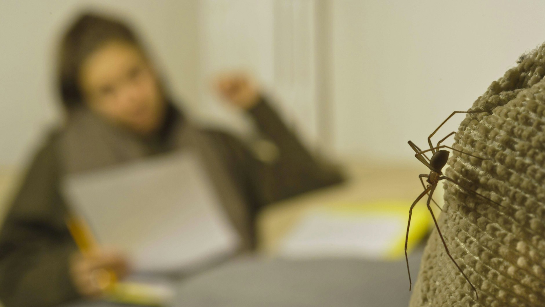 Eine Violinspinne krabbelt durch die Wohnung. Normalerweise lebt die Art nicht in Deutschland.