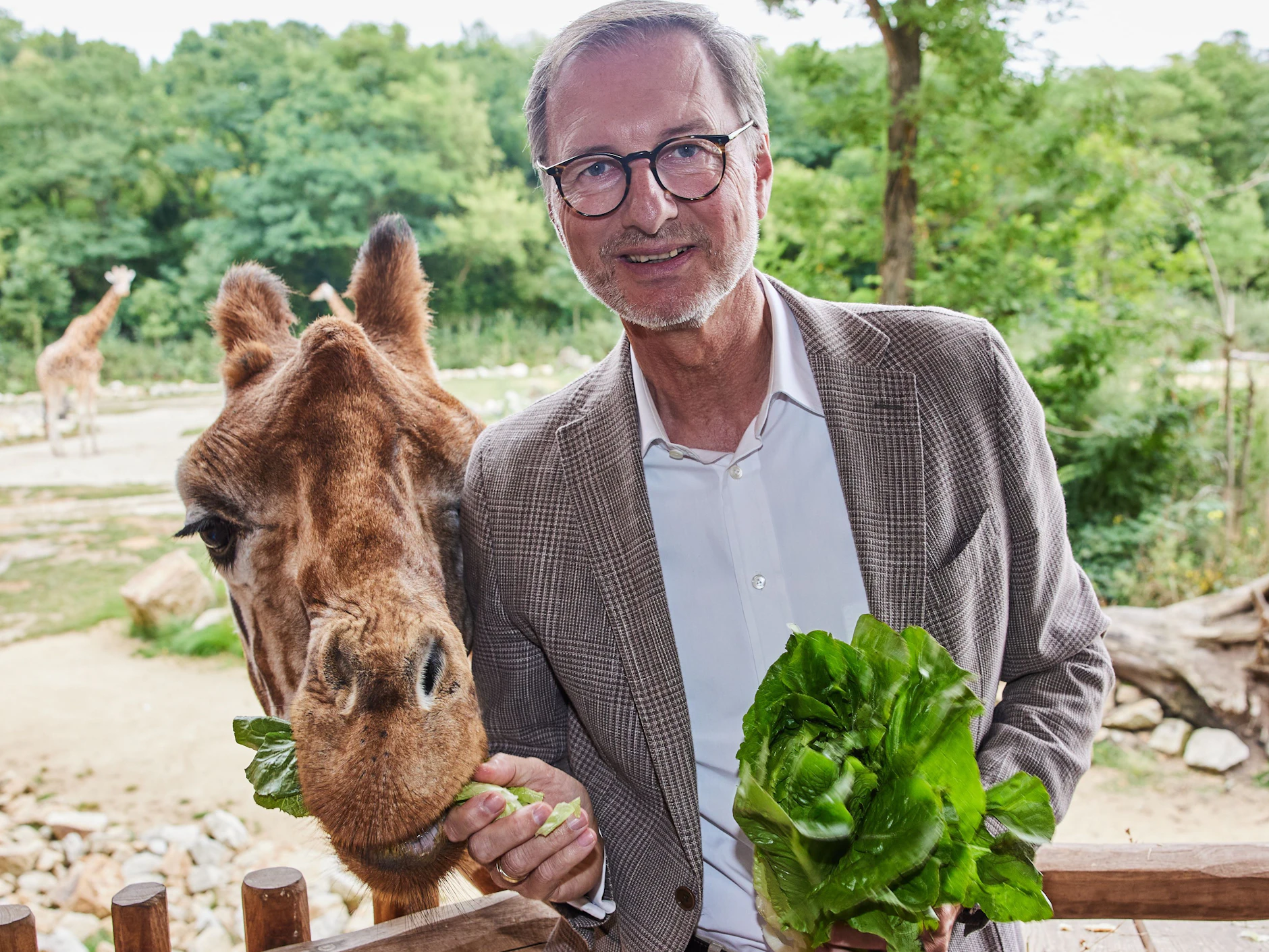 Giraffendame Paula war neugieriger als die Täuflinge Emily und Berti: Tierparkdirektor Andreas Knieriem fütterte sie mit Salat.