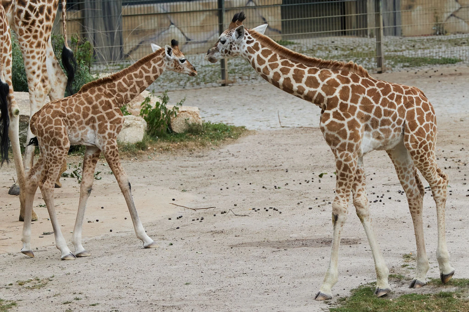 Die beiden jüngsten Familienmitglieder der Giraffenherde im Tierpark, Emily (li.) und Berti (re.), wurden am Donnerstag auf ihre Namen getauft.&nbsp;