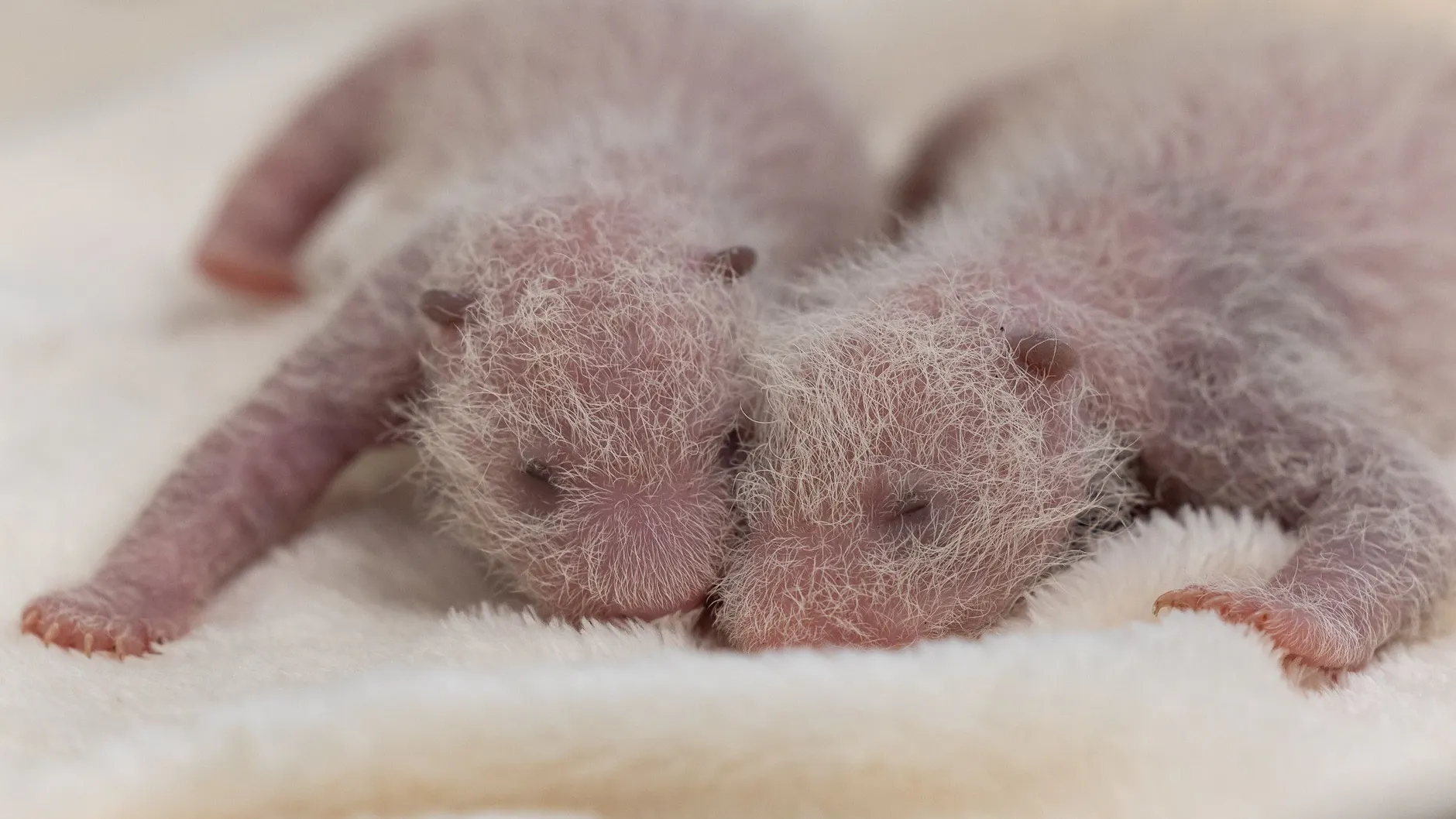 Nicht ohne mein Schwesterchen: Die Zwillinge gehen immer wieder auf Tuchfühlung.