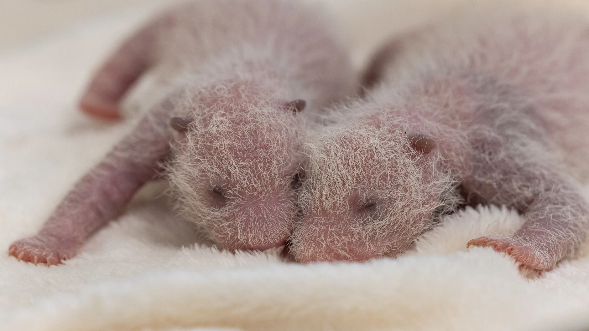 Nicht ohne mein Schwesterchen: Die Zwillinge gehen immer wieder auf Tuchfühlung.