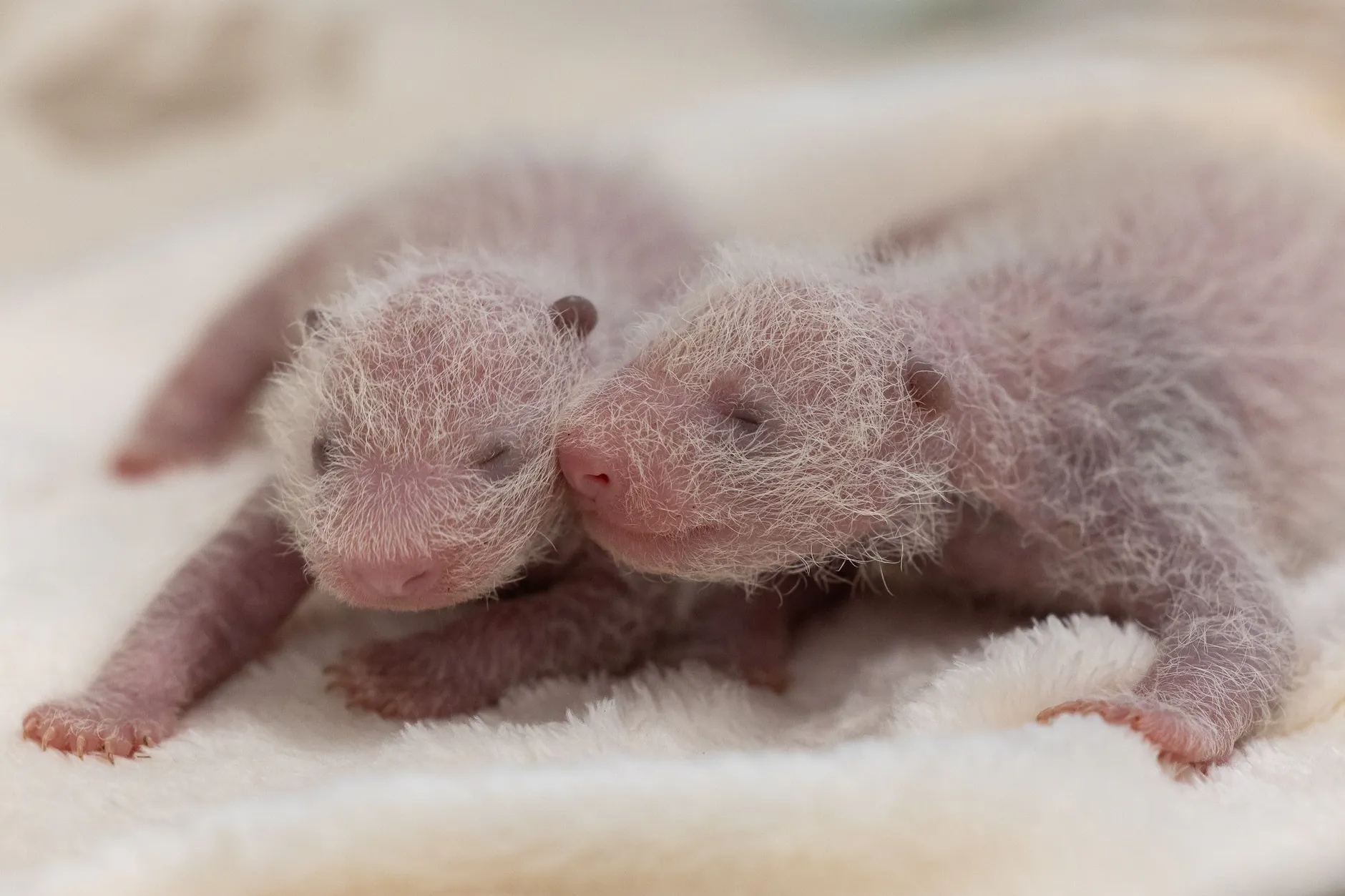 Die Schwestern kuscheln: Jetzt steht fest, dass die beiden Panda-Jungtiere im Zoo Mädchen sind.