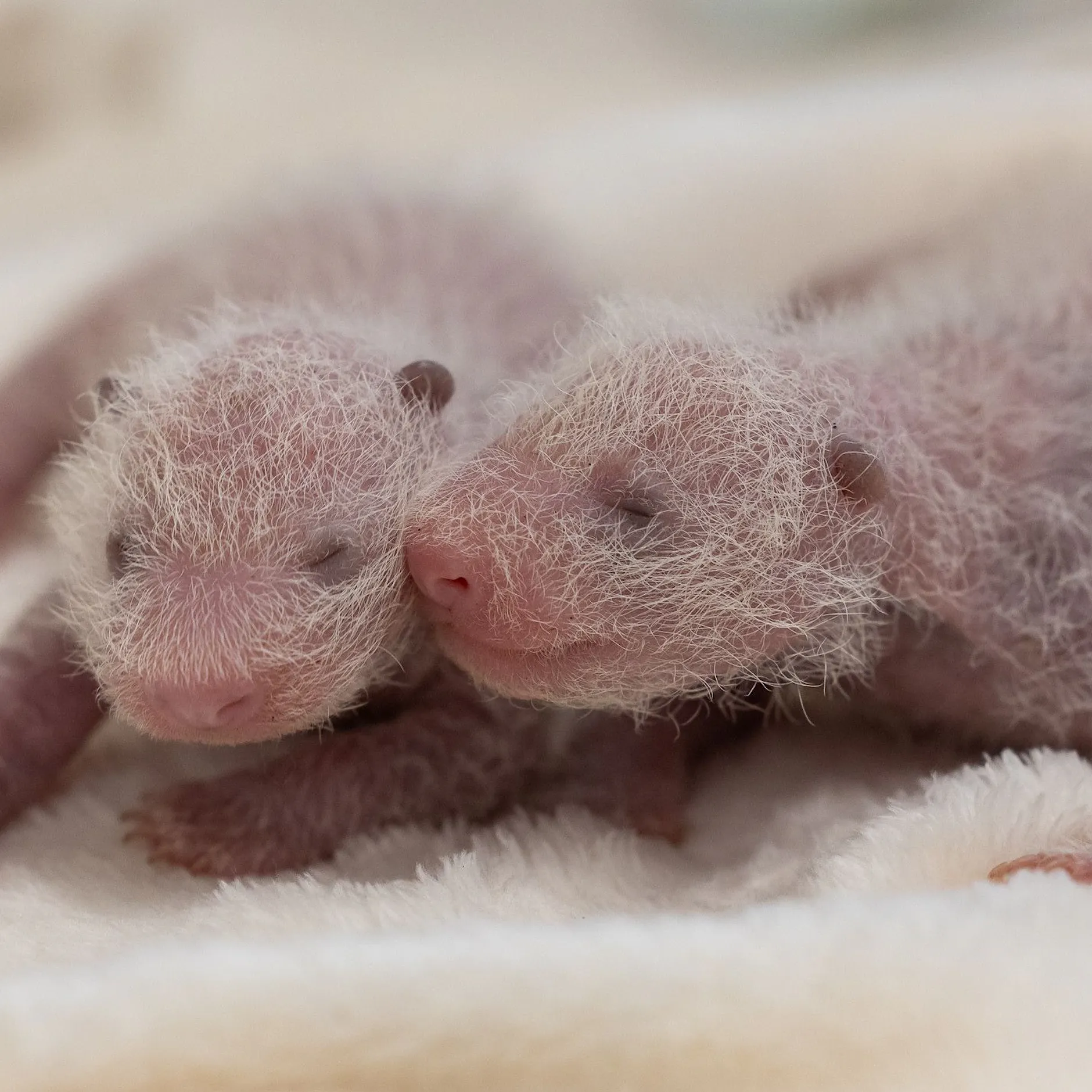 Süße Panda-Liebe im Berliner Zoo: Komm Schwesterchen, lass uns kuscheln!