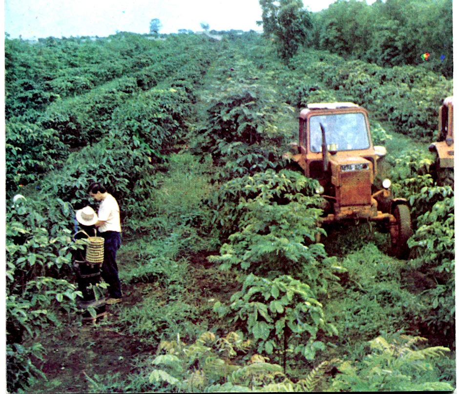 Erste Bäumchen im Jahr 1985: Blick auf eine Plantage des Kaffeekombinats Viet Duc, des Gemeinschaftsprojektes DDR-Vietnam in Zentralen Hochland von Vietnam. Die Aufnahme stammt aus einem Faltblatt des Kombinats.