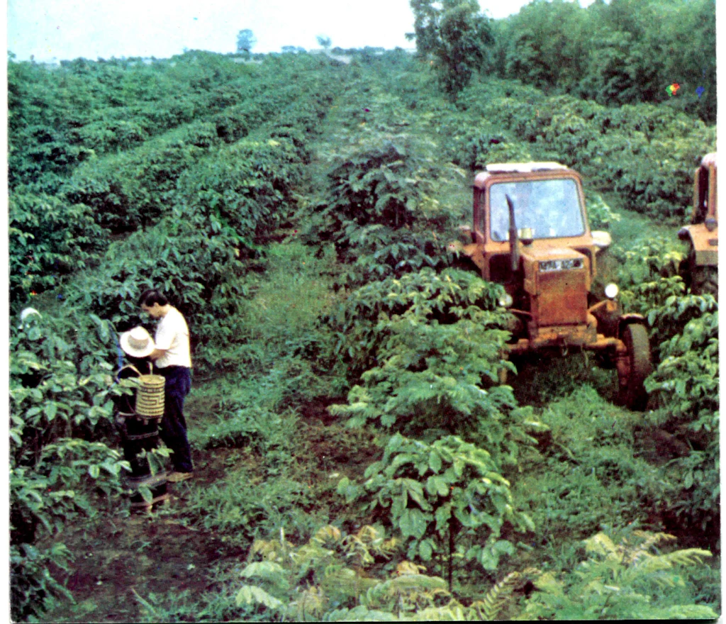 Erste Bäumchen im Jahr 1985: Blick auf eine Plantage des Kaffeekombinats Viet Duc, des Gemeinschaftsprojektes DDR-Vietnam in Zentralen Hochland von Vietnam. Die Aufnahme stammt aus einem Faltblatt des Kombinats.