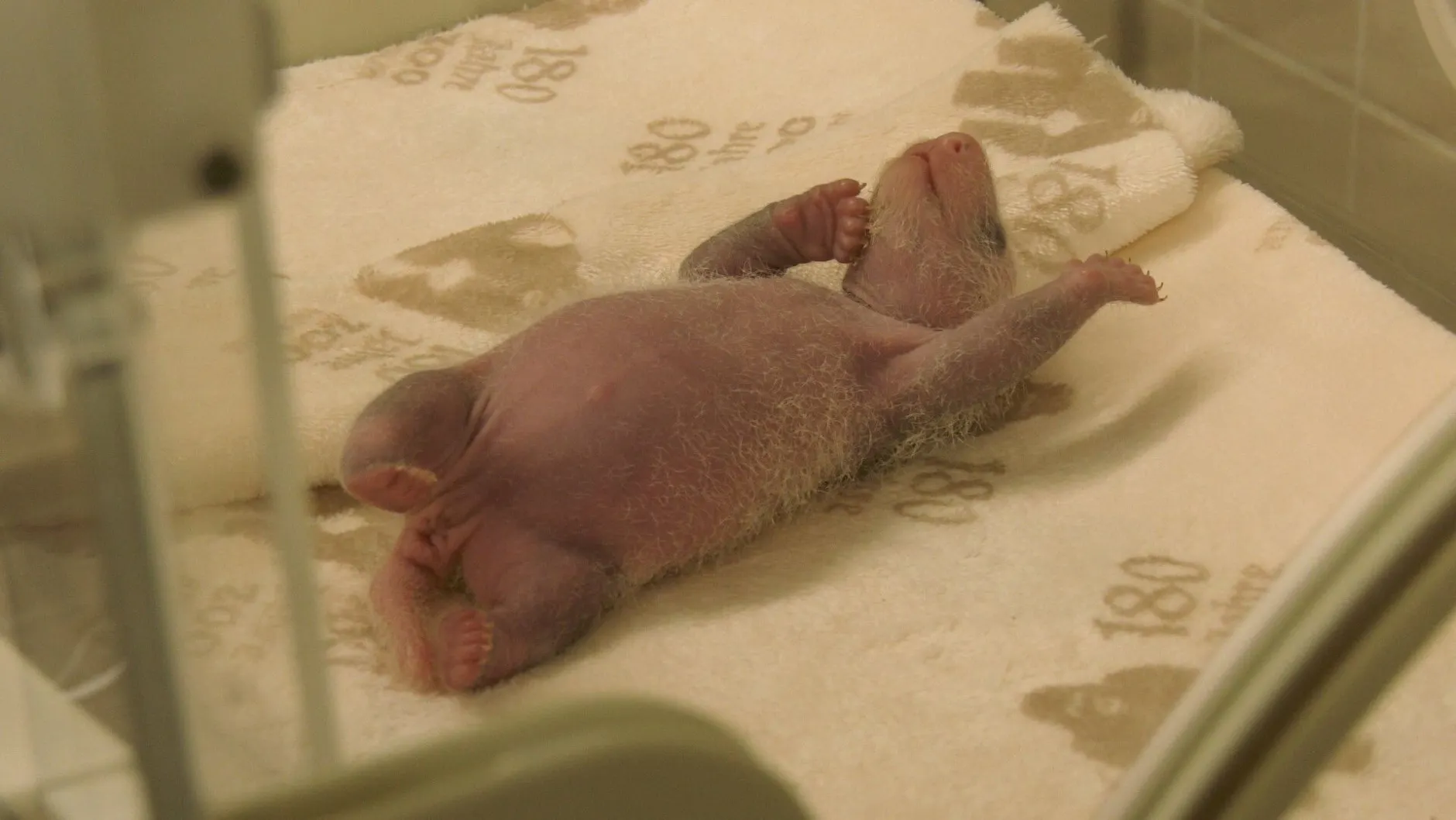 Im Inkubator streckt und reckt sich der kleine Panda und träumt von Mamas Milch.