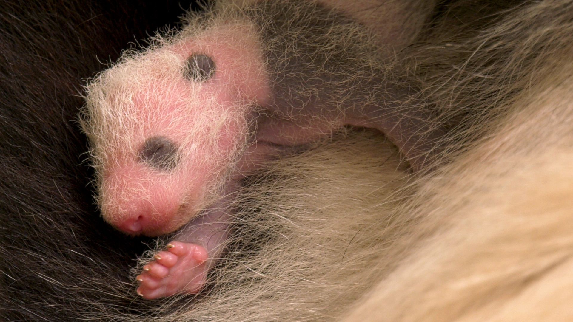 Süße Panda-Mädchen: Eure schwarzen Augen machen uns so sentimental
