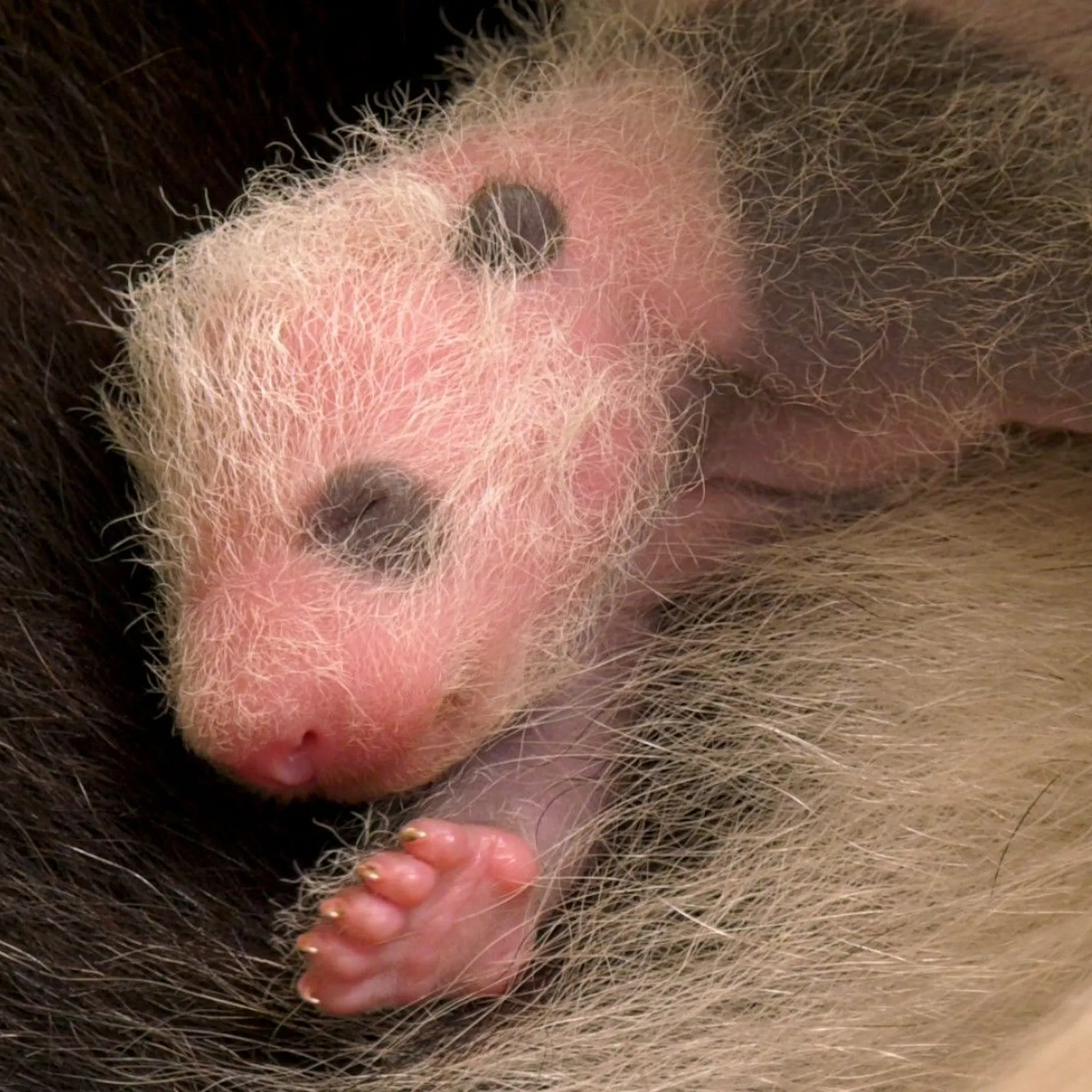 Süße Panda-Mädchen: Eure schwarzen Augen machen uns so sentimental