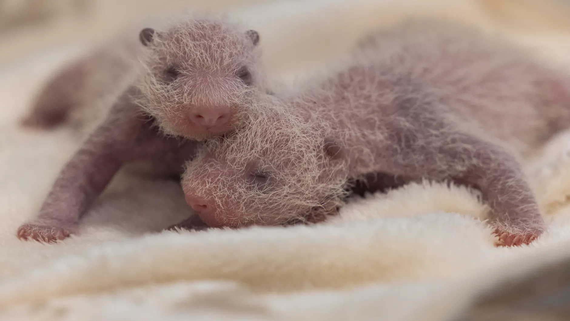 Geschwisterliebe: Die beiden Panda-Mädchen knuddeln gerne miteinander.