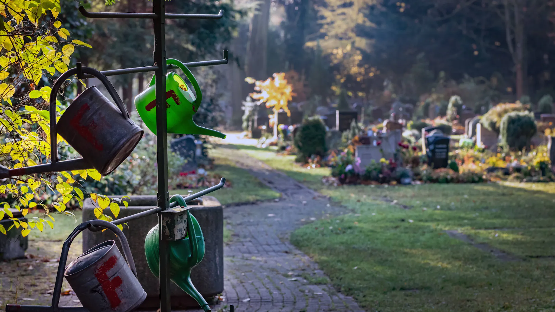 Auf einem Friedhof in Pankow wurden jetzt Tigermücken nachgewiesen.